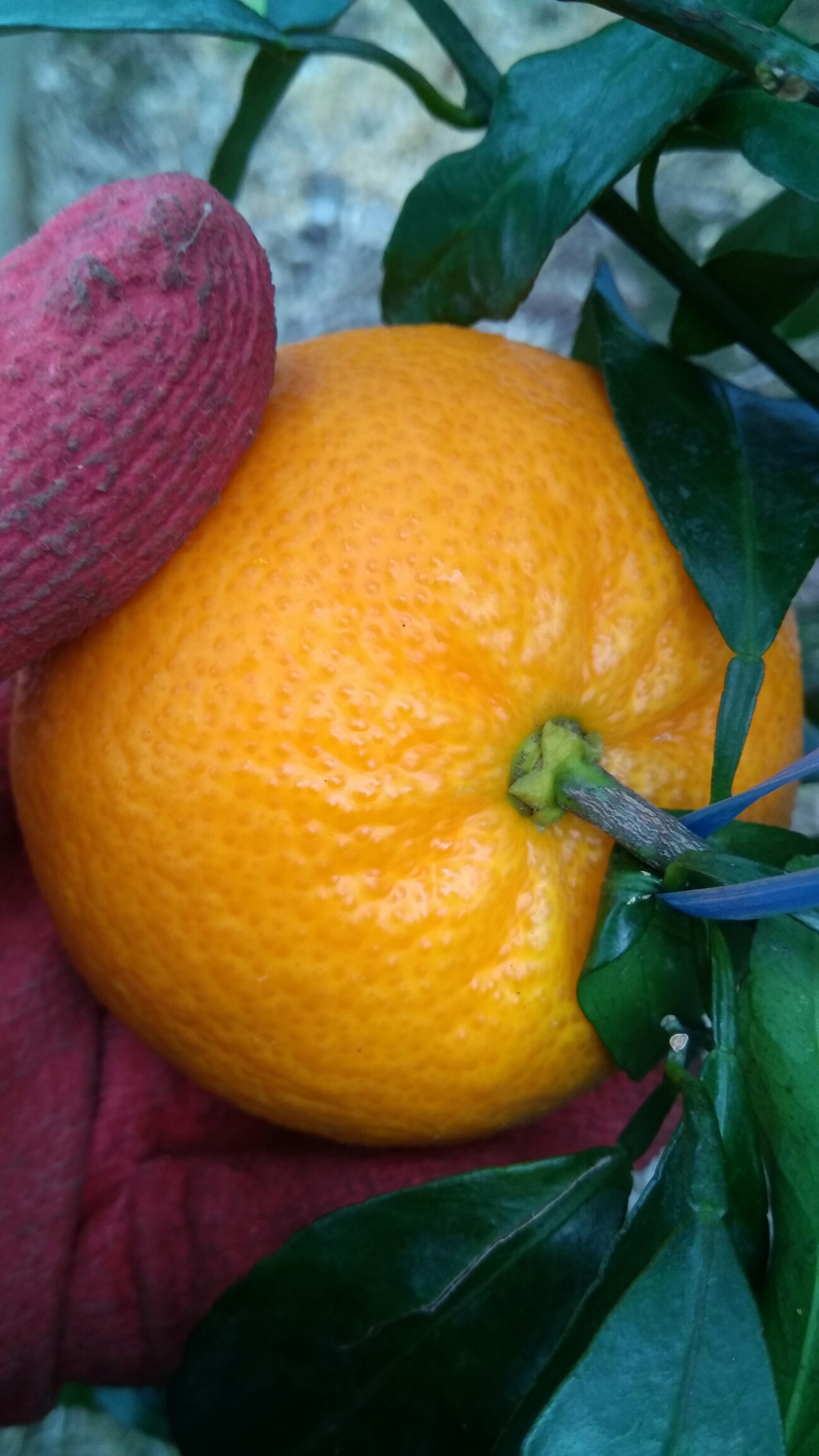 이 귤은 무슨 품종입니까?