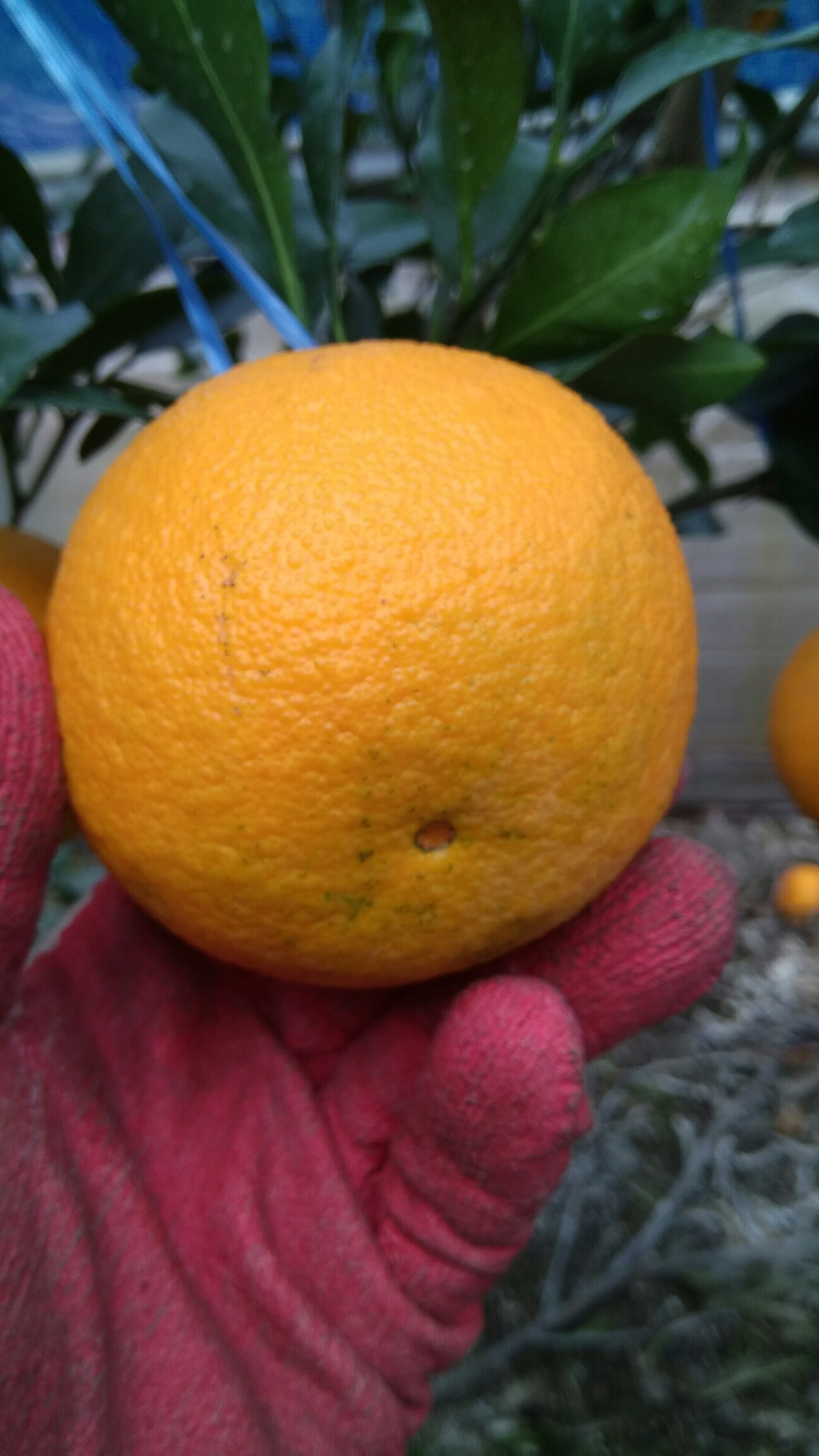 이 귤은 무슨 품종입니까?