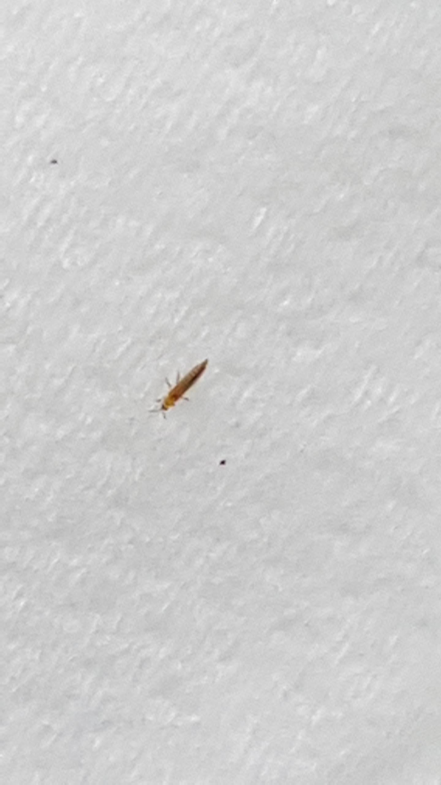 볼록총채와 꽃노랑총채구분