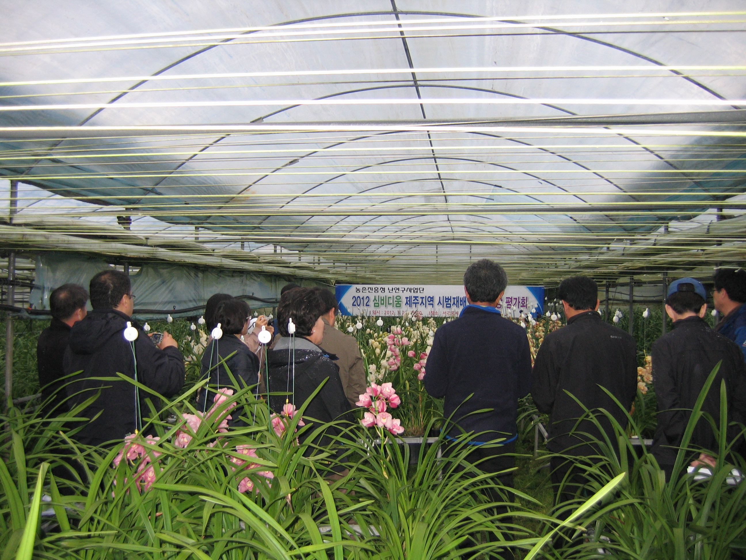 심비디움 제주지역 시범재배 품종 현장 평가회 개최