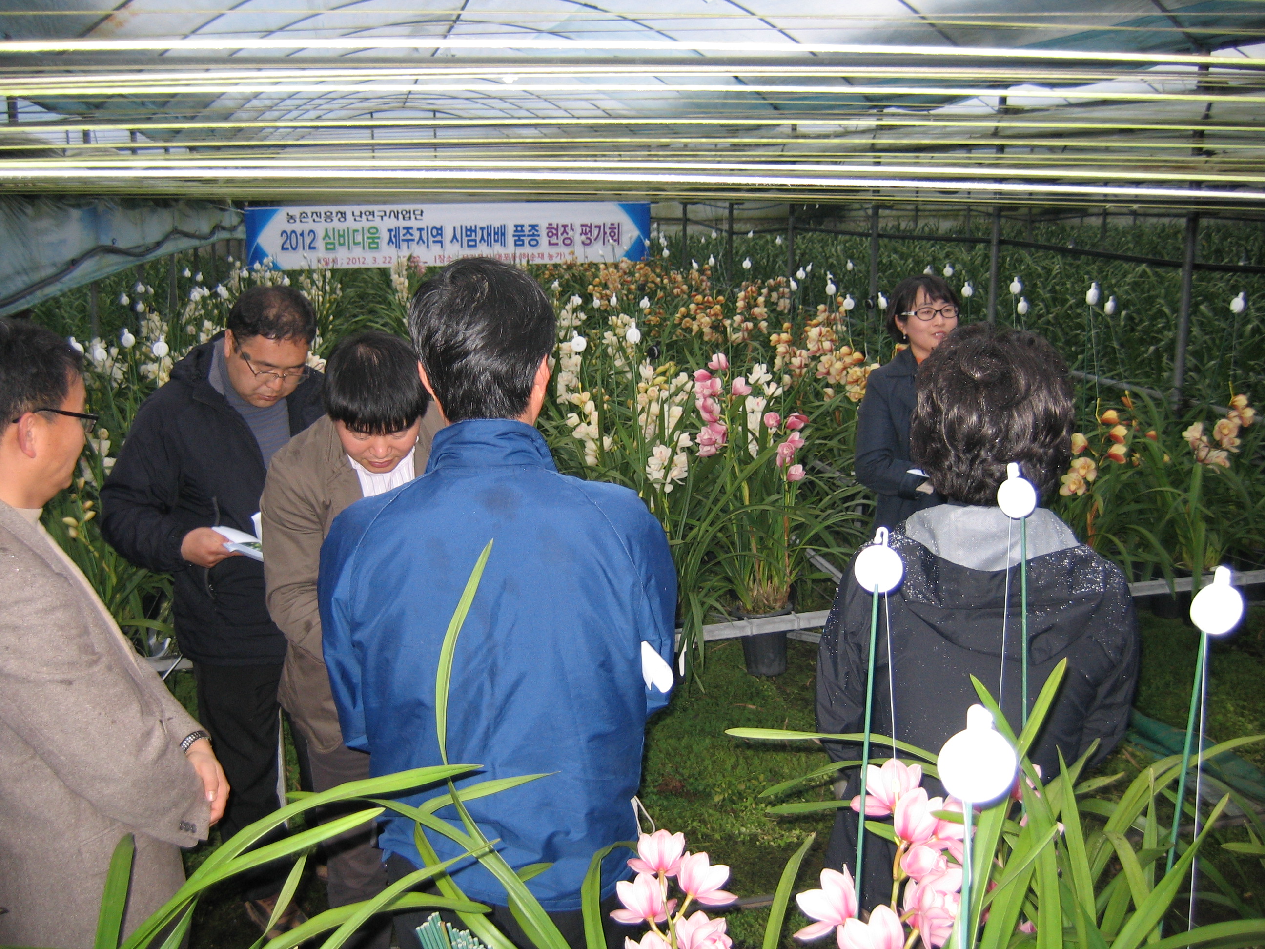 심비디움 제주지역 시범재배 품종 현장 평가회 개최