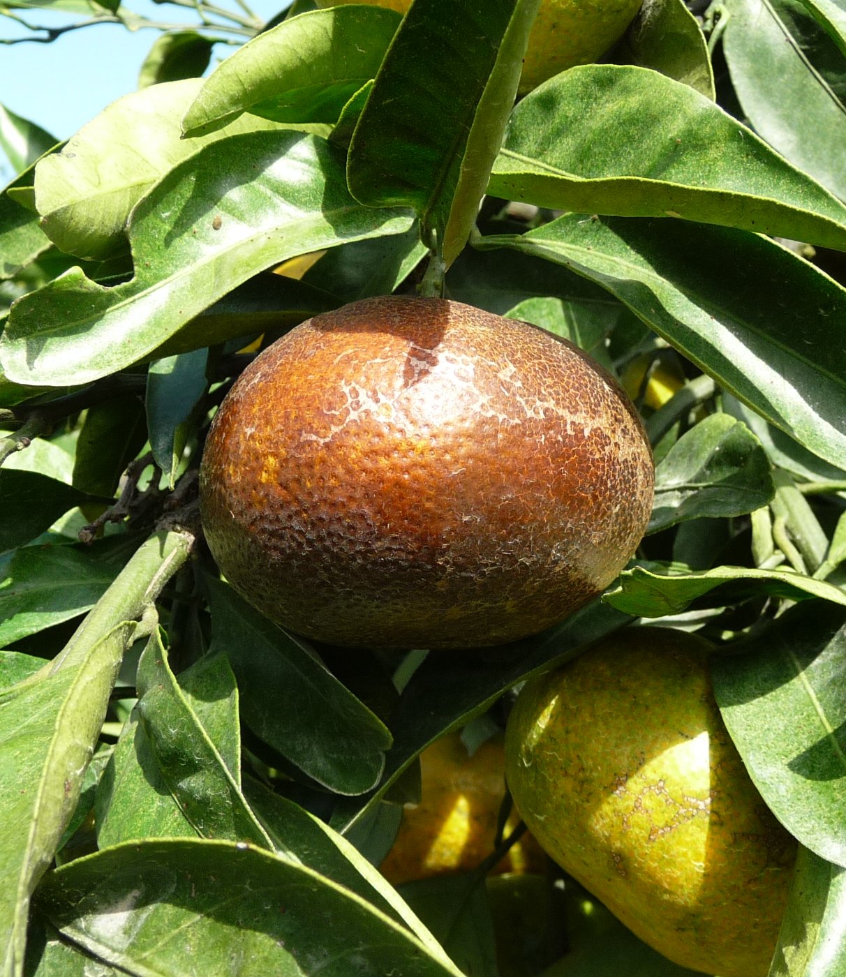 노지 밀감에서 첨부한 밀감 상태는 무슨약으로 치료가능 한가요