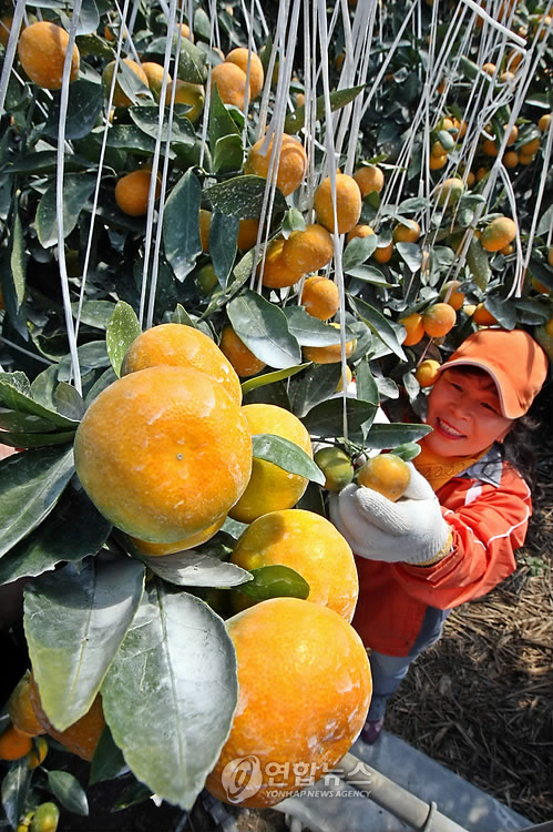 하우스감귤 첫수확