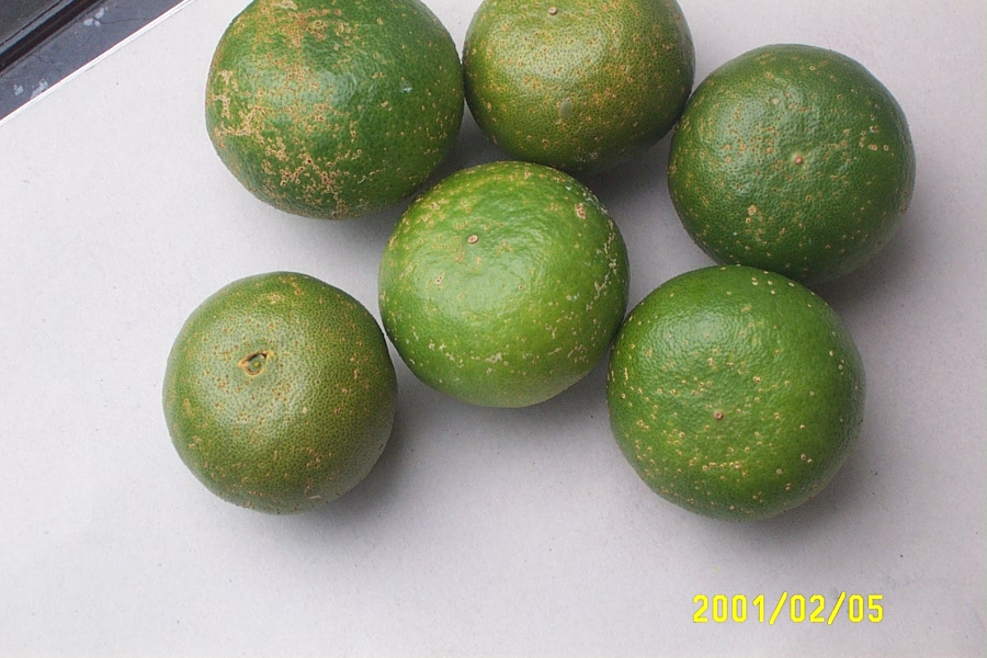 감귤병명 좀 부탁드립니다,