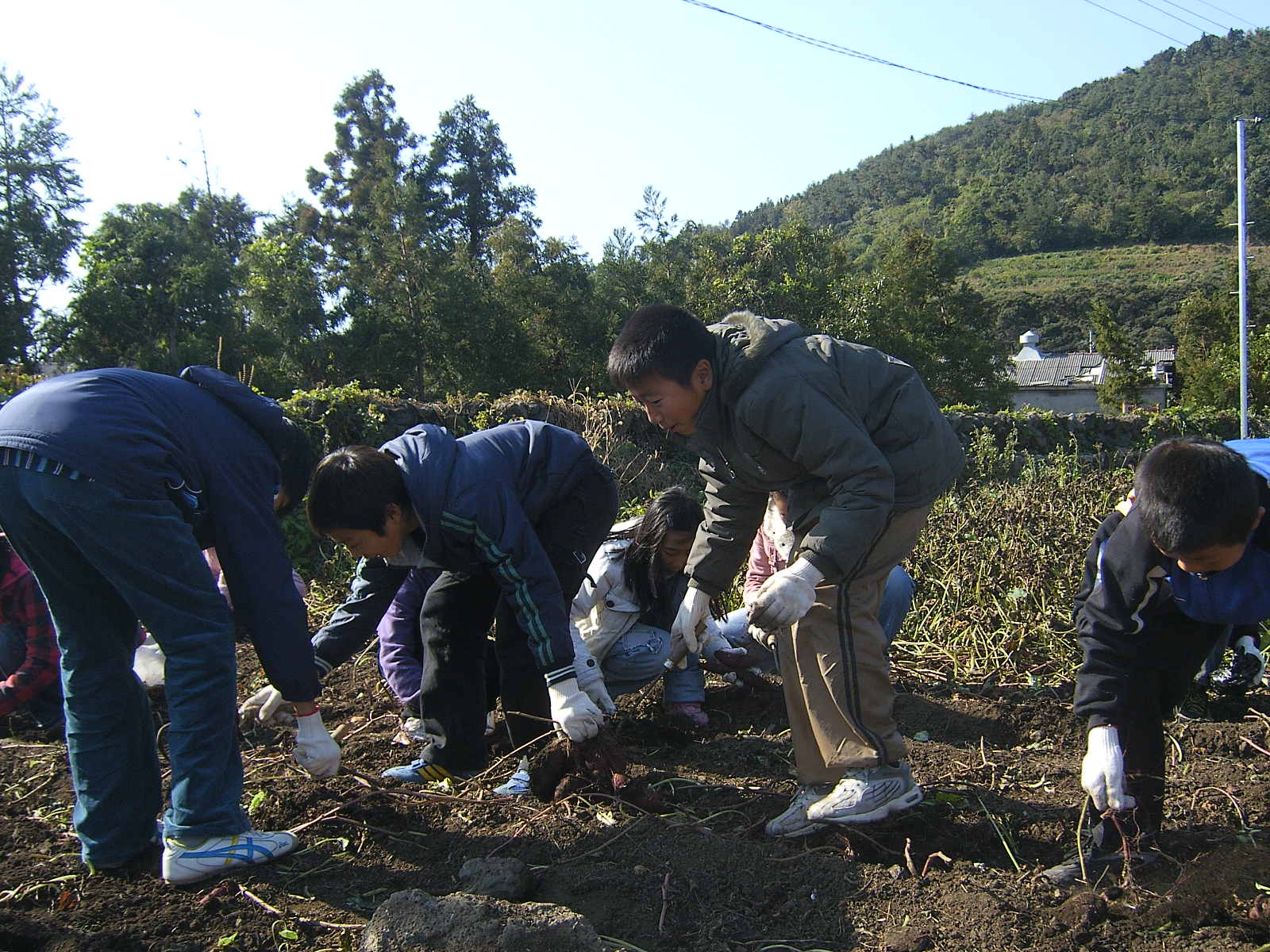 고구마캐기 체험