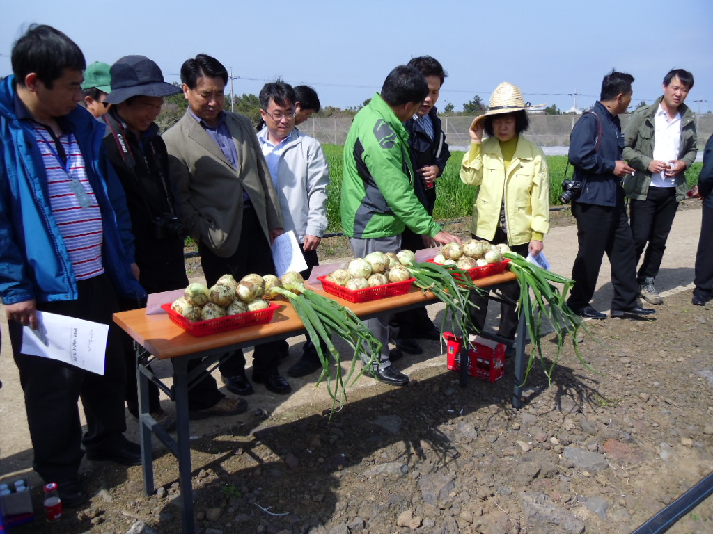 양파품종 비교실증시험 자체 평가회
