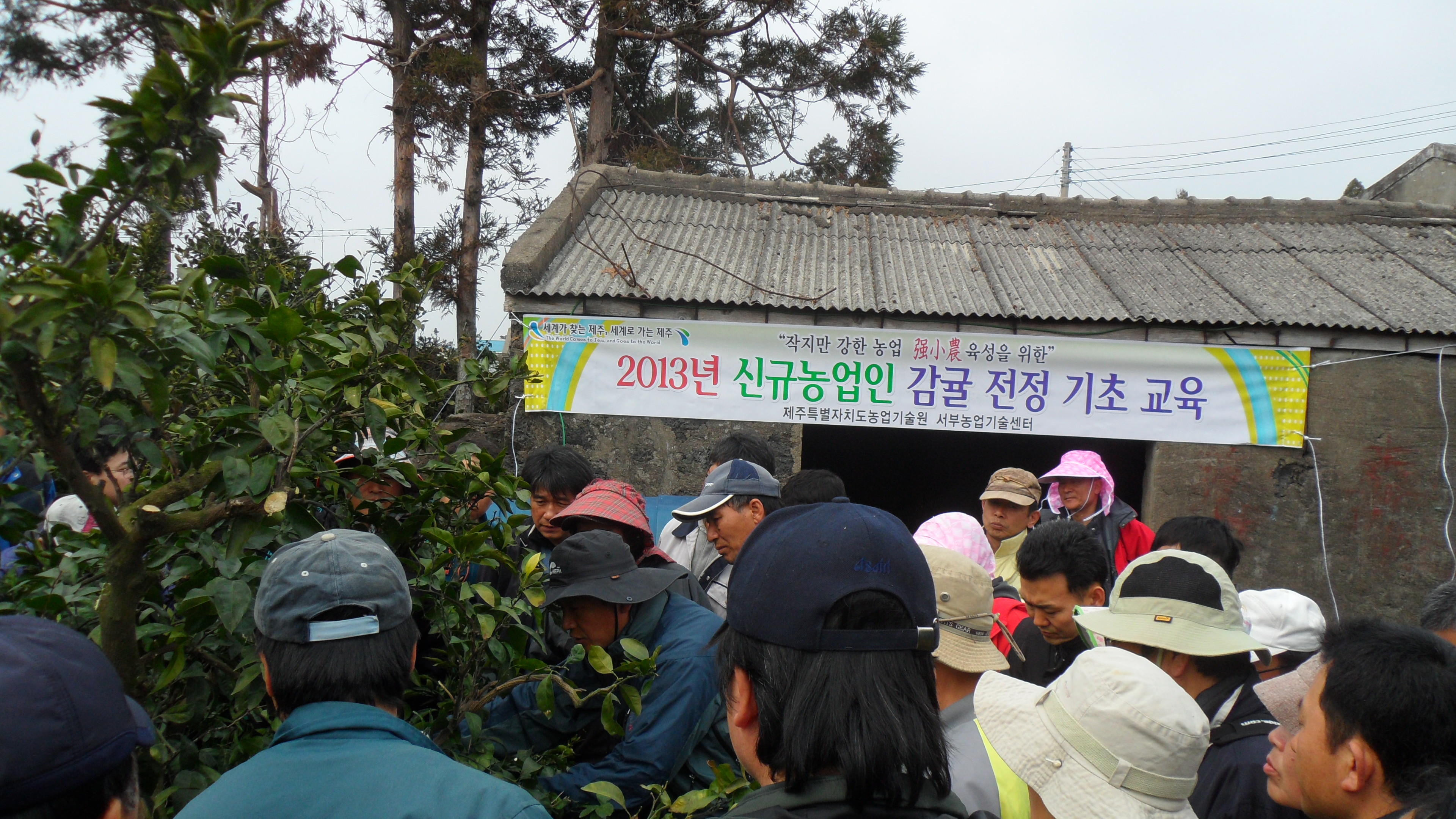 신규농업인 감귤 전정 기초 교육