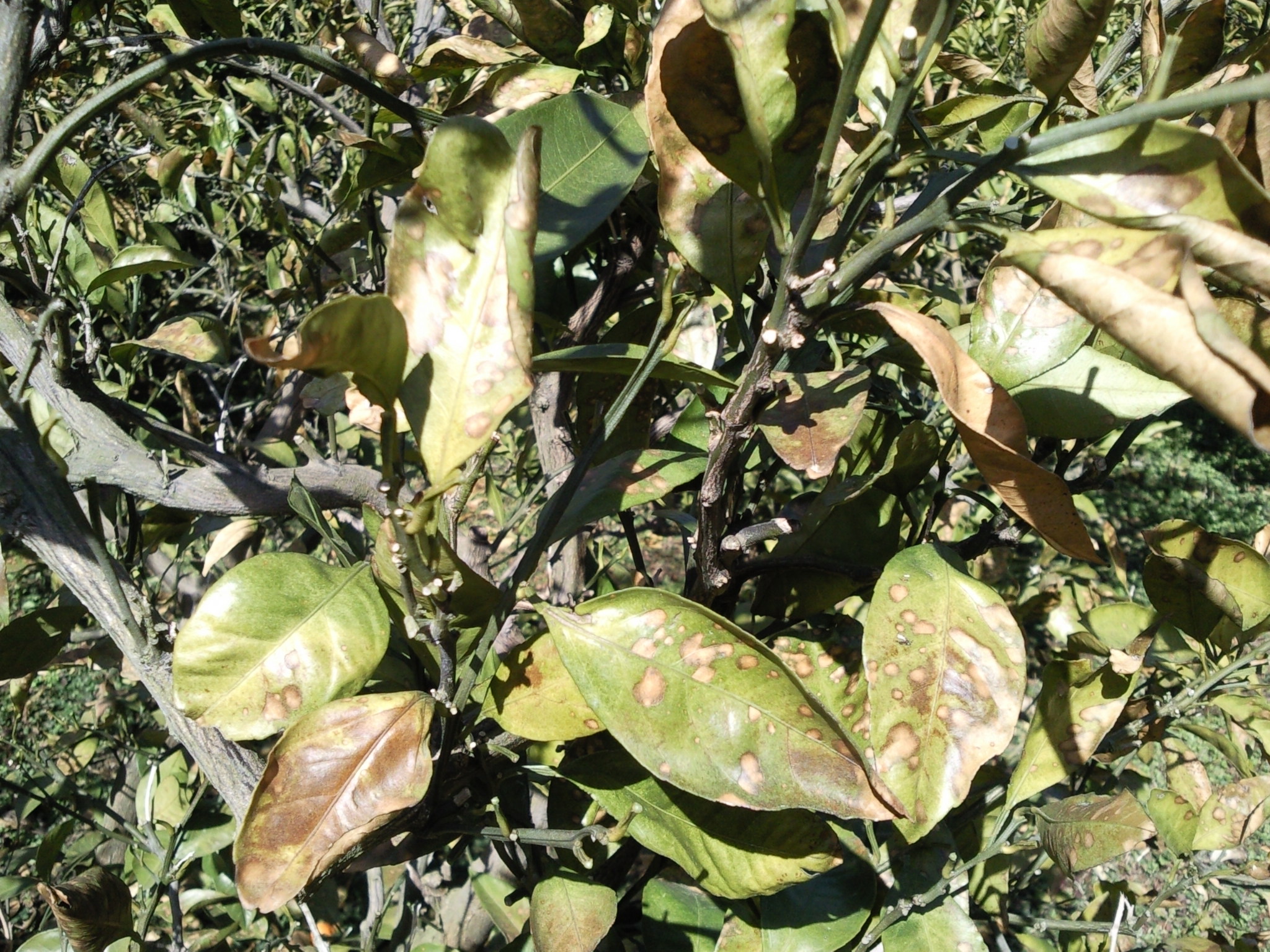 사진첨부 3월2일 노지감귤 나무의 잎의 노랗습니다.원인을 알고싶습니다.