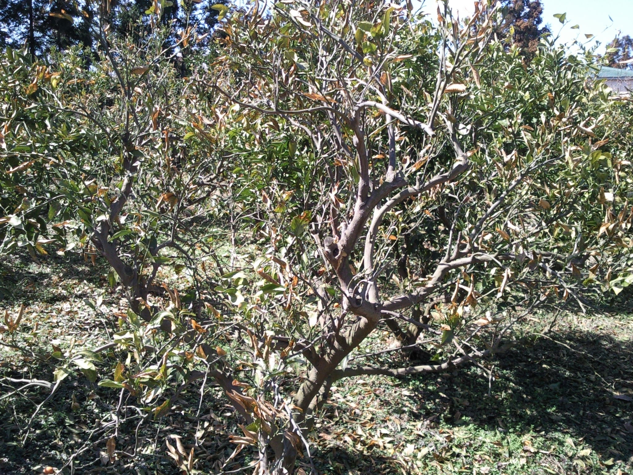 사진첨부 3월2일 노지감귤 나무의 잎의 노랗습니다.원인을 알고싶습니다.