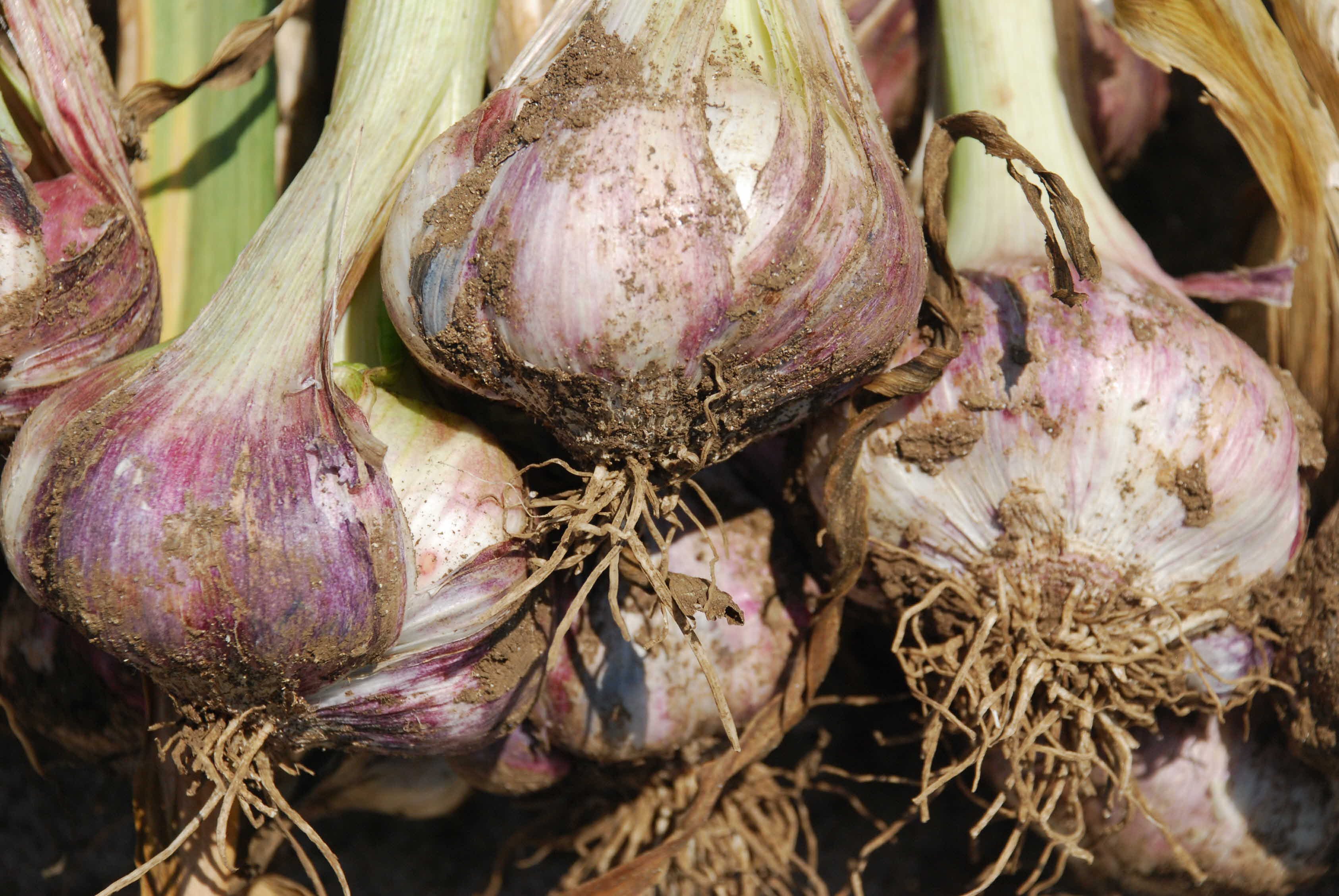 수국!! 감상하세요