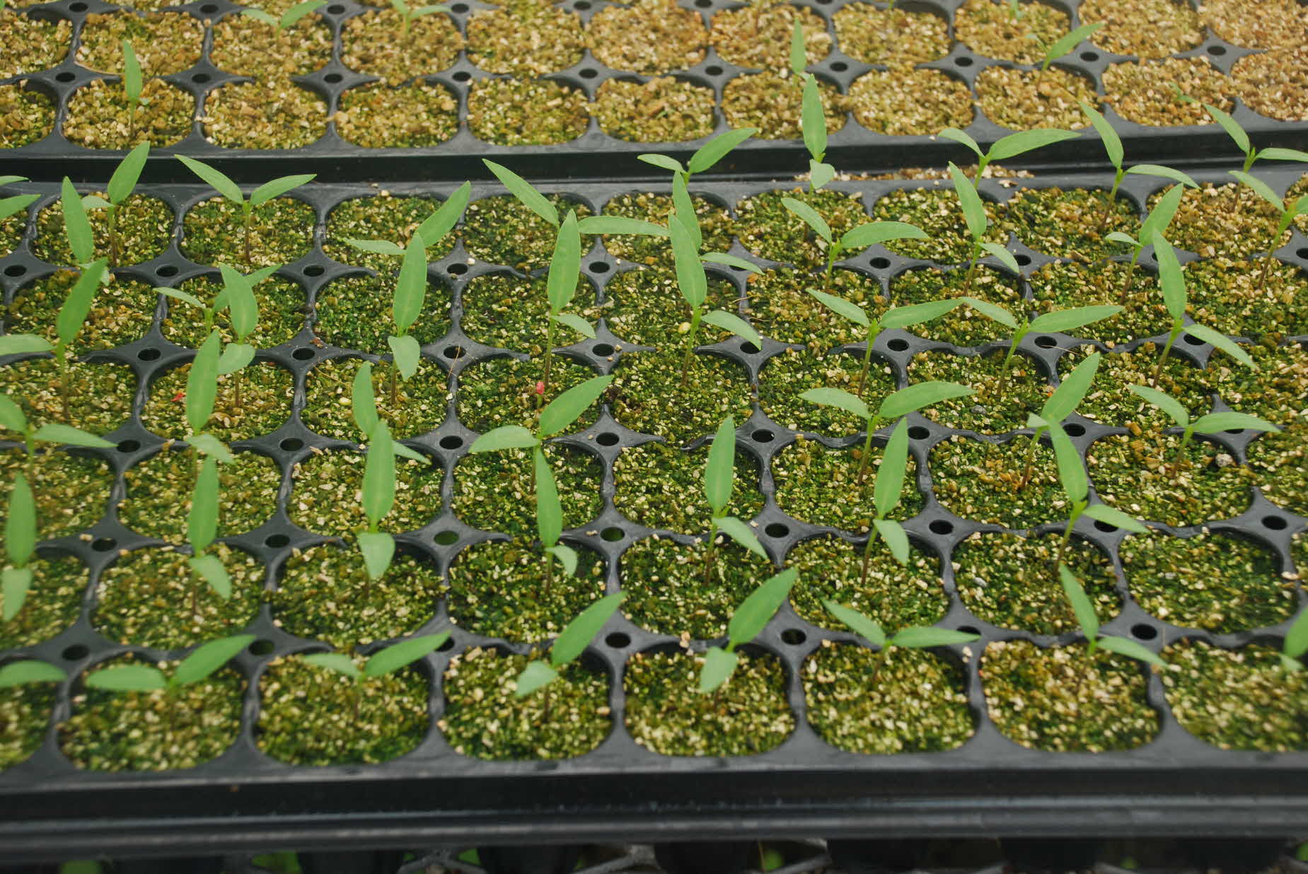 동부센터 공정육묘장 운영 현장!!