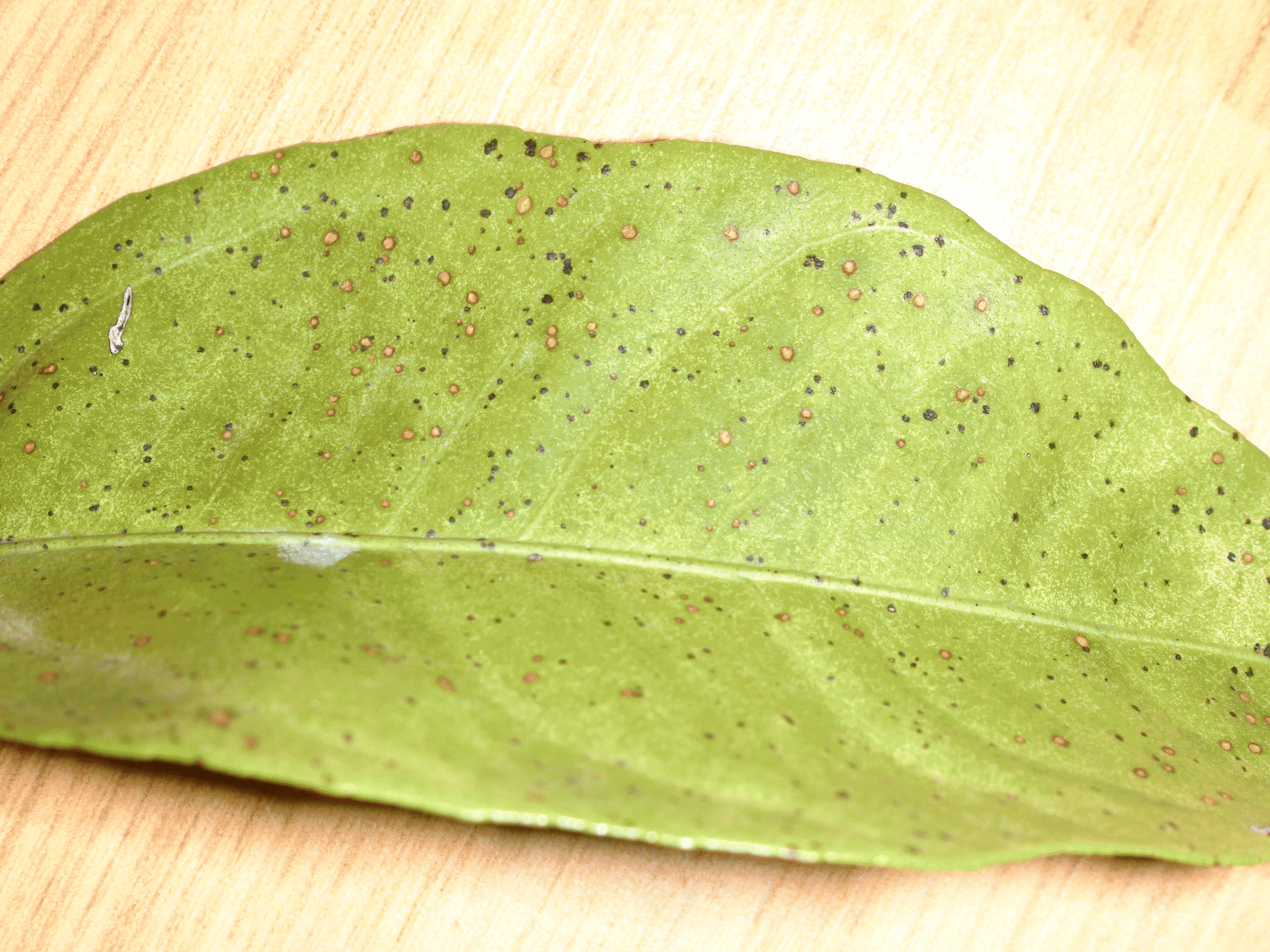 감귤 잎이 병이 하는건지 좀 봐주세요.