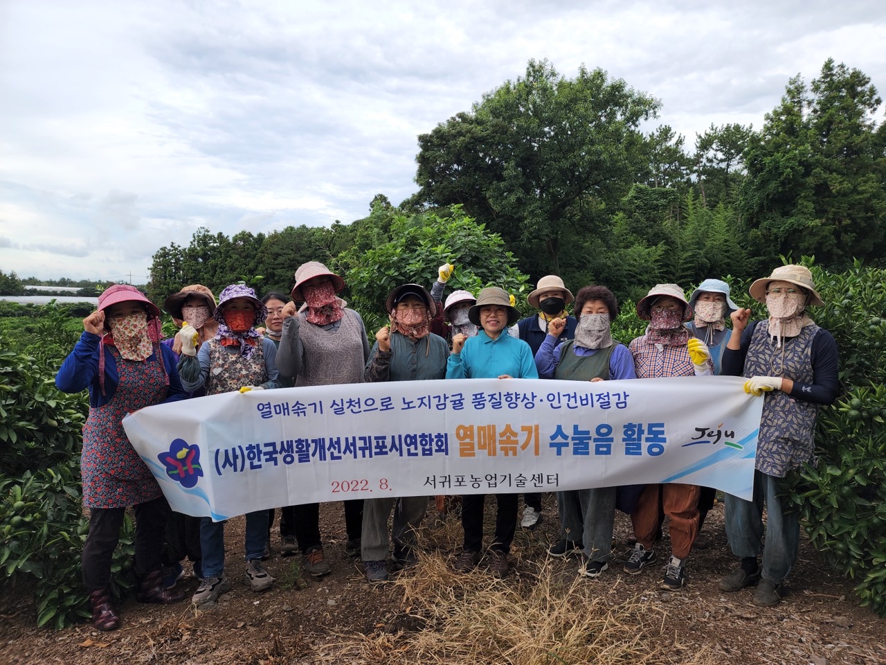  고품질감귤 안정생산을 위한 생활개선회원 열매솎기 수눌음 지도