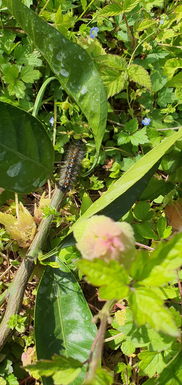 벌레이름은?(전정하다 보았습니다)