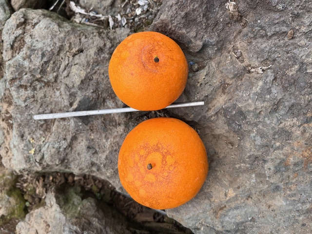 천혜향 병충해 확인 부탁드립니다.