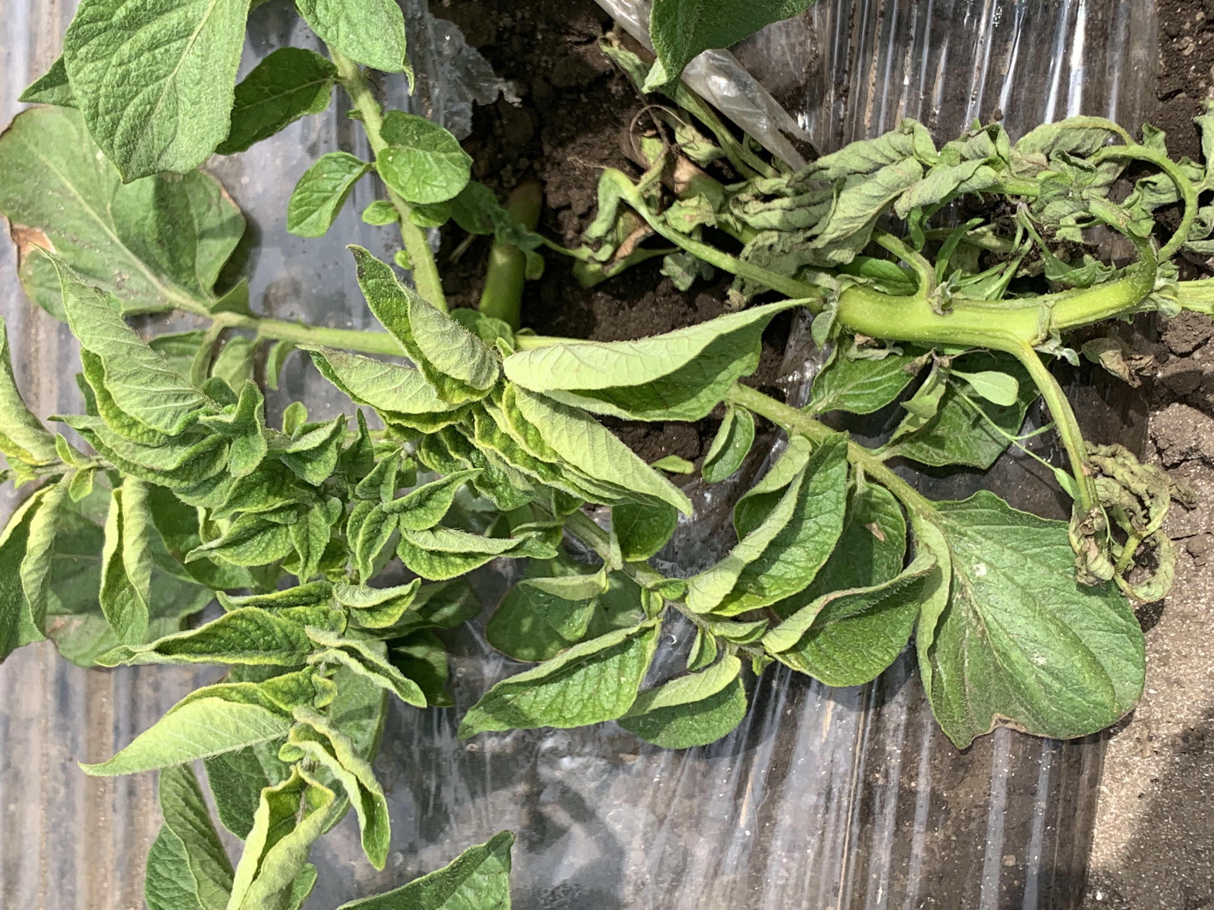 밭작물 관련 몇가지 문의글 올립니다.