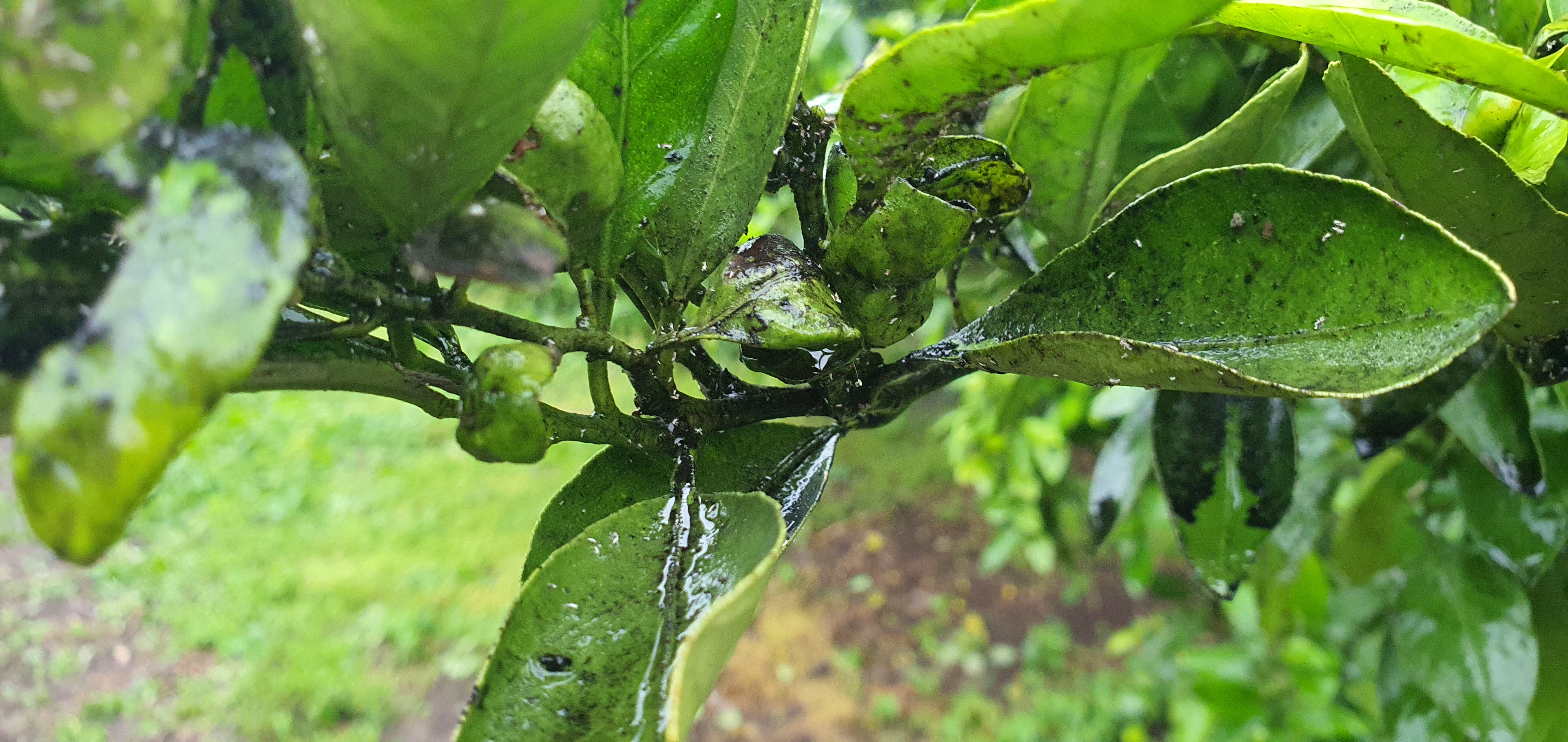 무슨 병일까요?