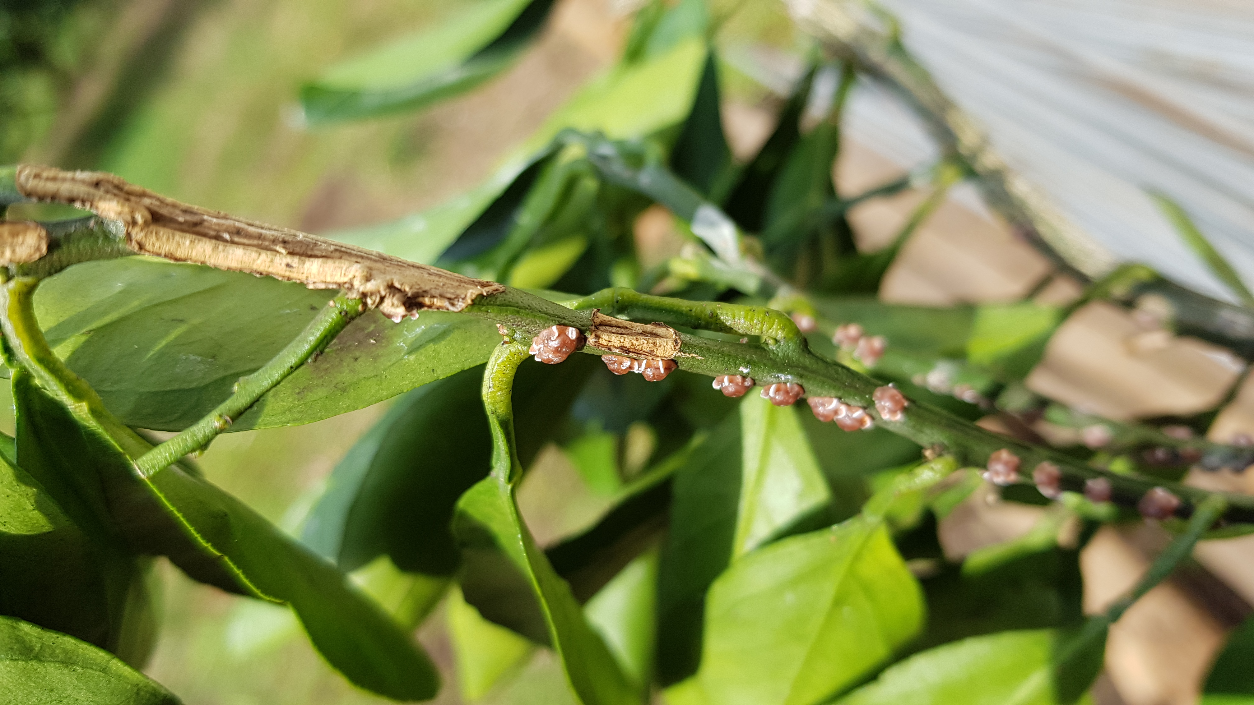 감귤 병해충에 대한 질의