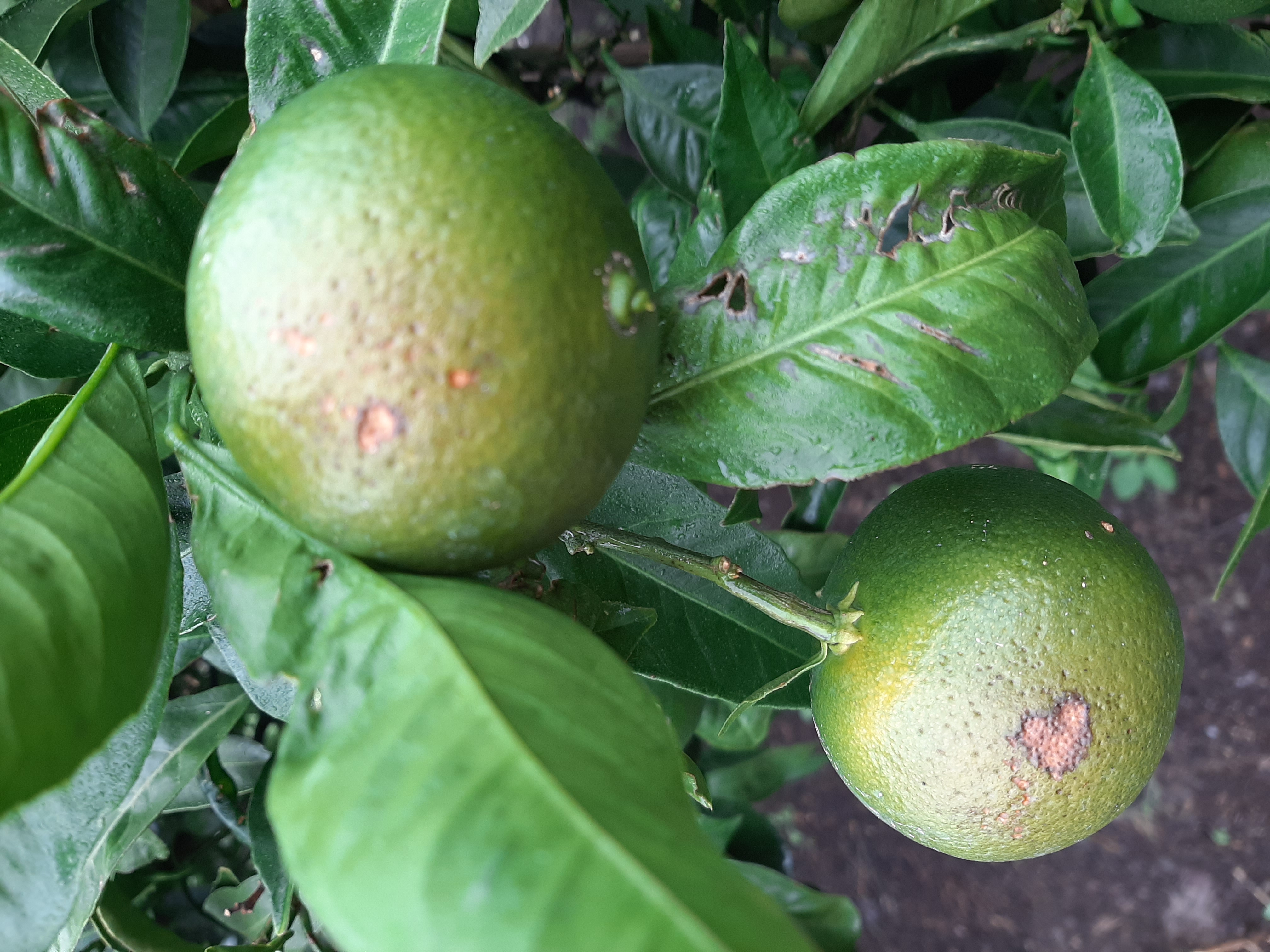 병해충 및 교육문의