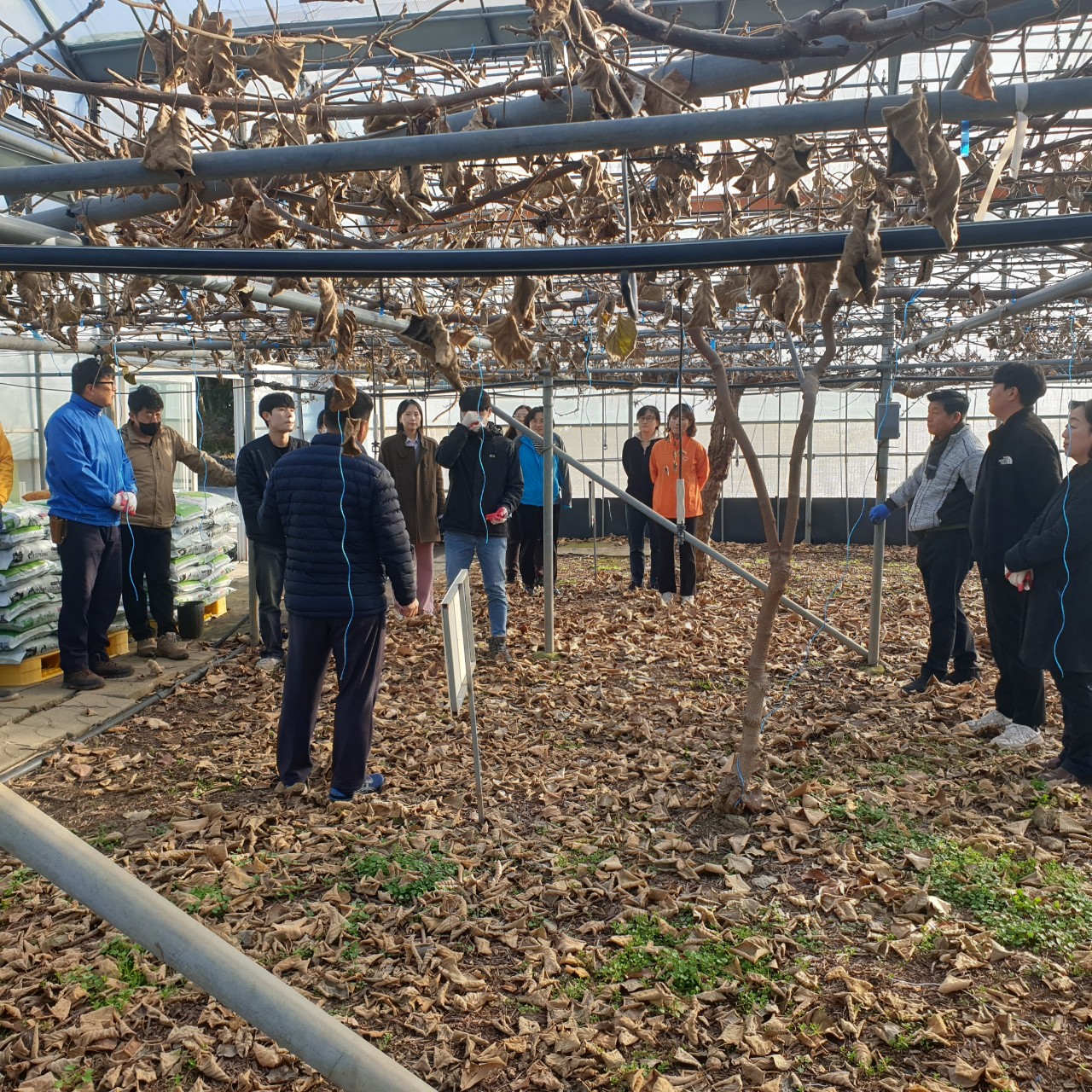직원 자질 함량 키위 전정 교육