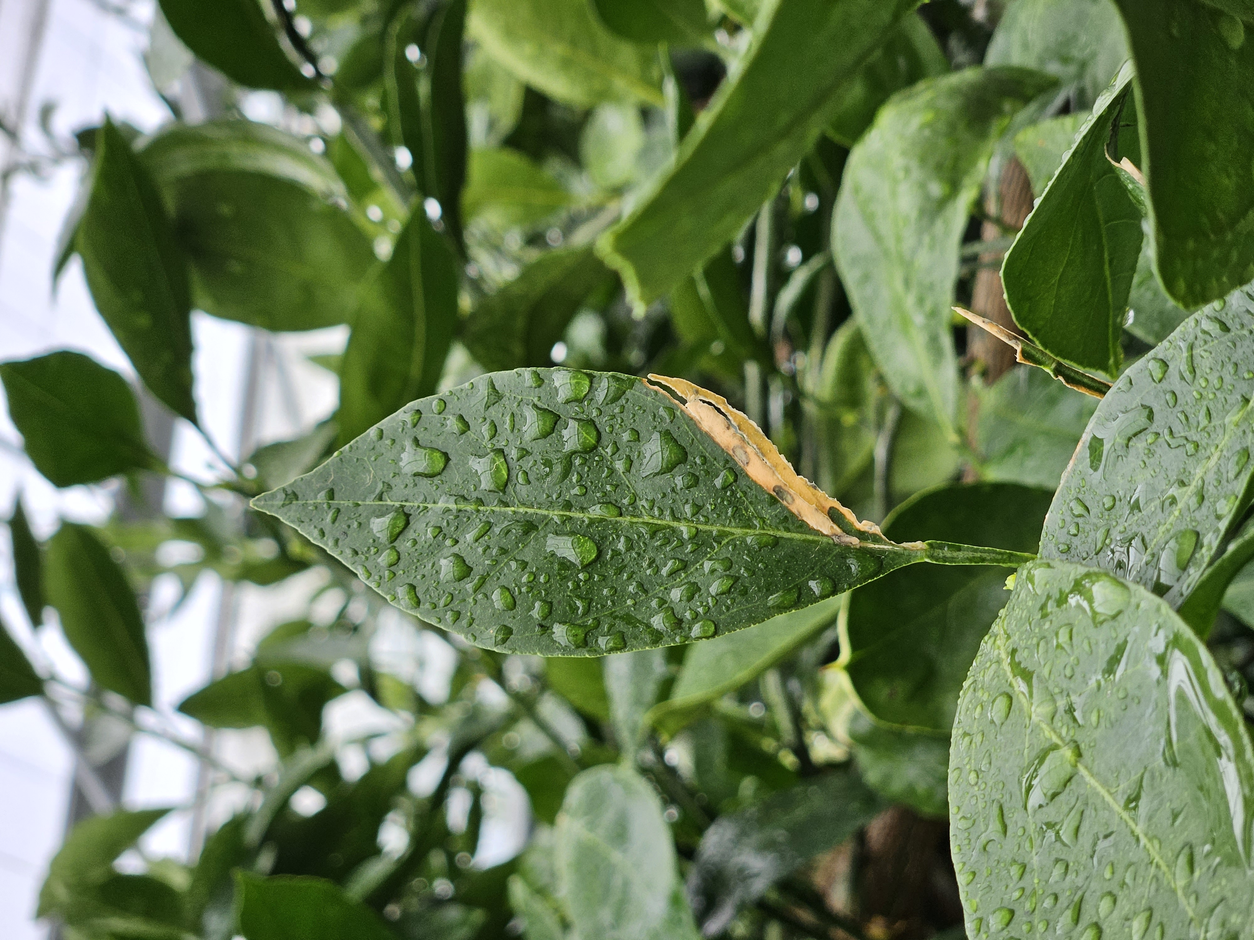 비가림하우스, 잎이 노랗게