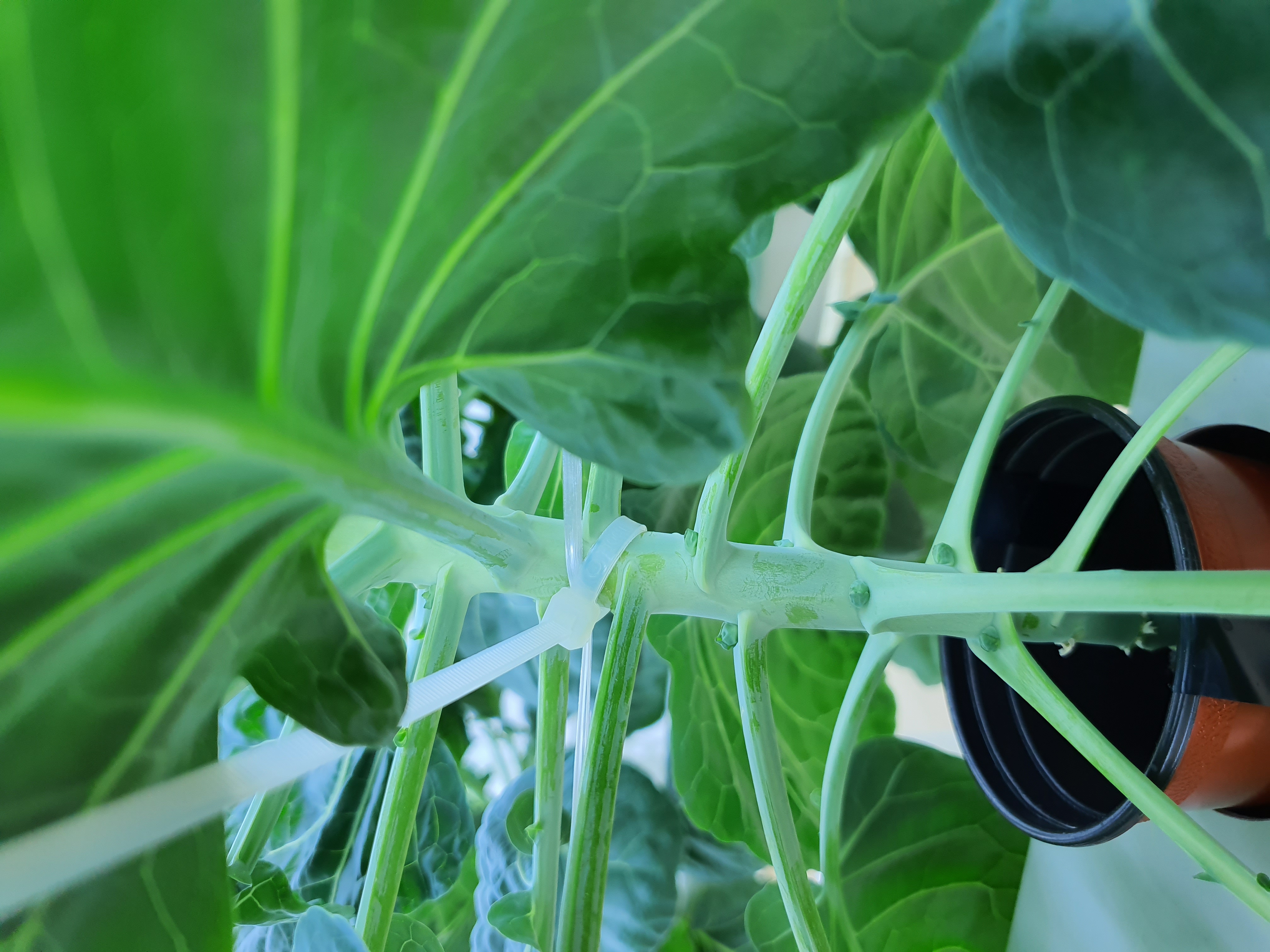 수경재배 방울다다기양배추 재배관련