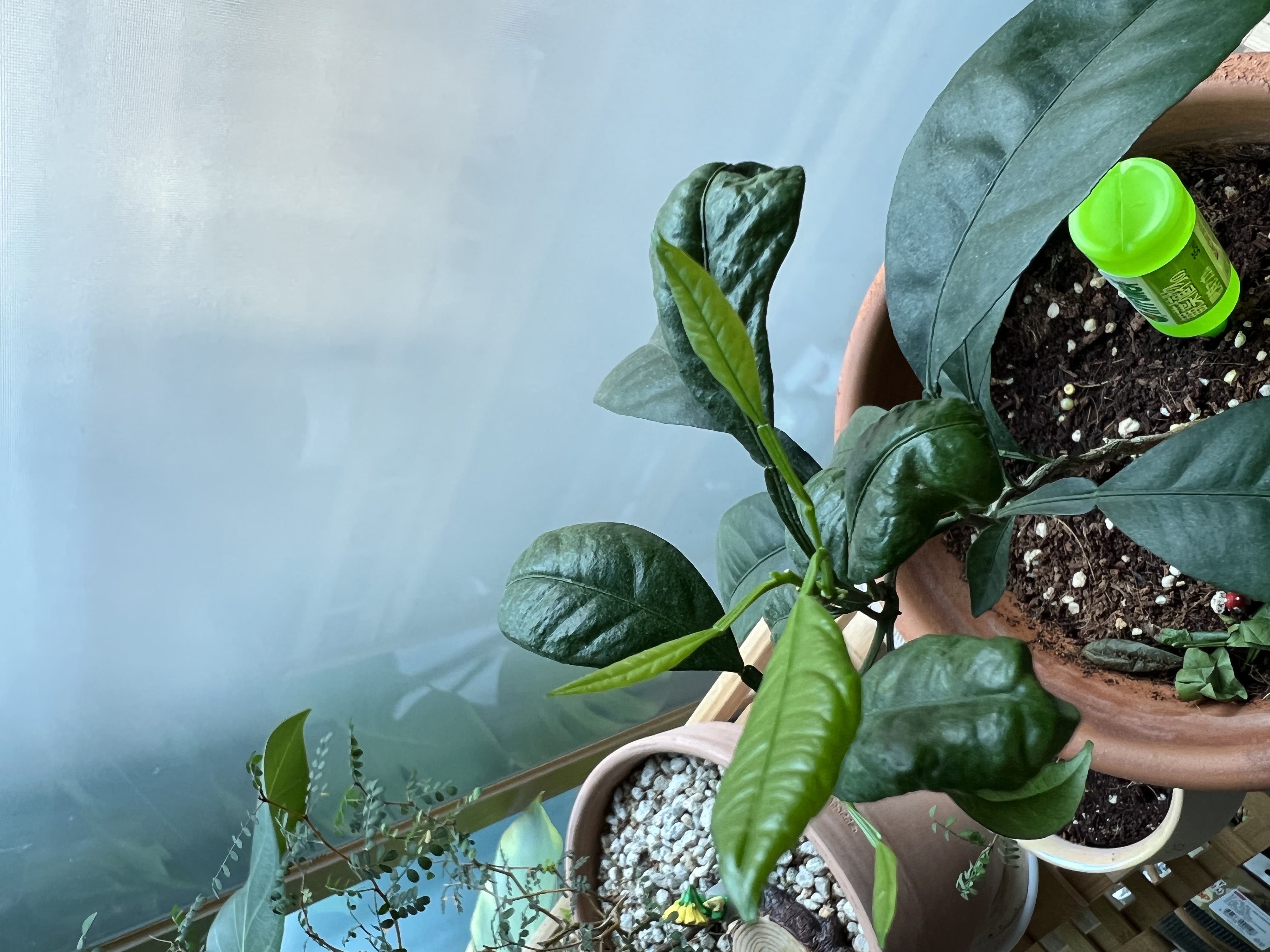 레드향 잎 오그라들음