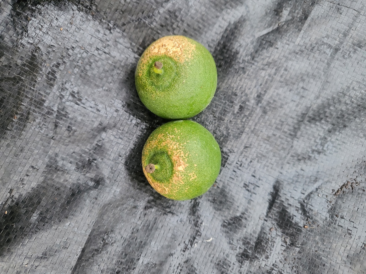 천혜향 어떤 병해충 피해인지 알려주세요