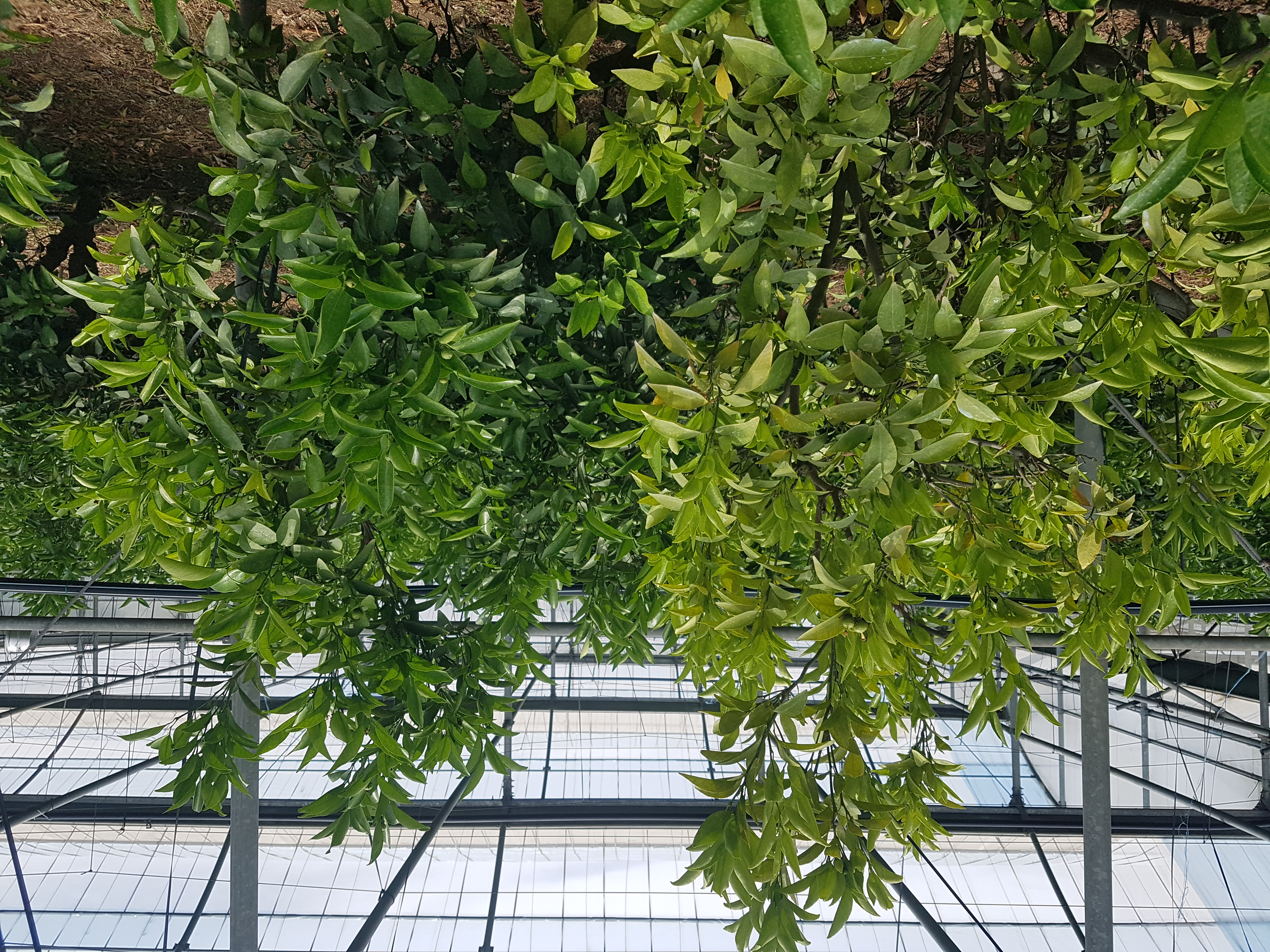 천혜향 잎이 노랗게 되었는데 어떻게 조치해야 하나요?