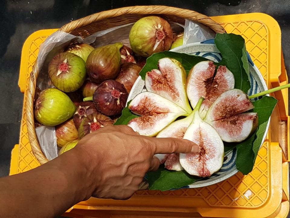 무화과 수확이 한창인 농업현장 소식