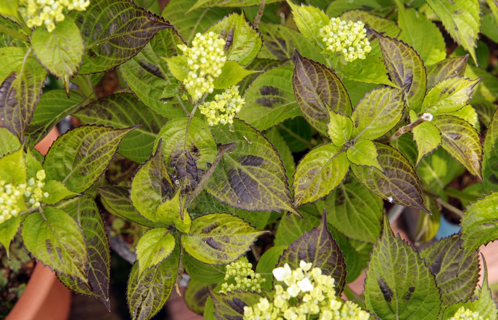 수국을 재배하는데 5월부터 잎에 반점이 많이 생깁니다. 무슨 병일까요.