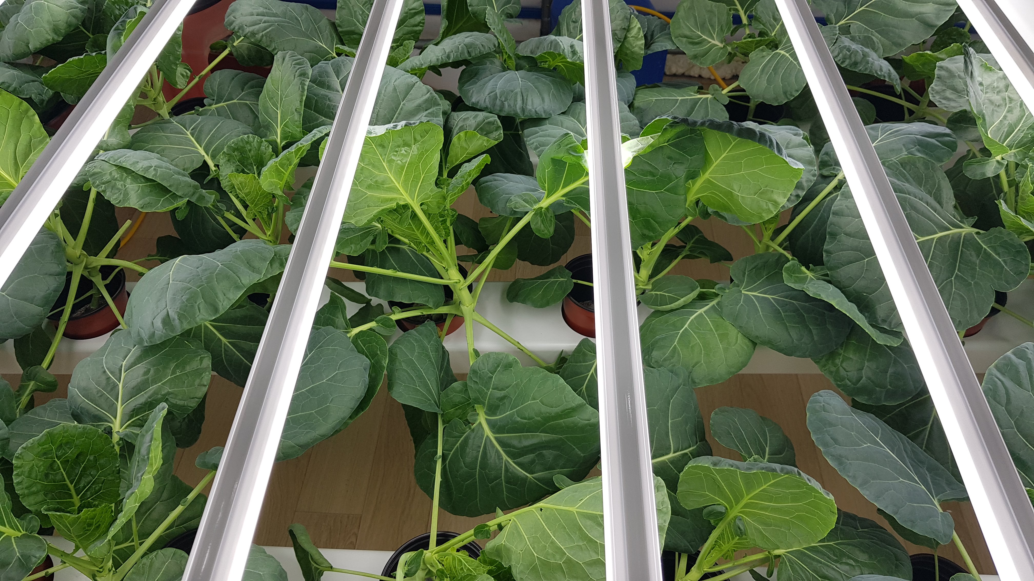 방울양배추 수경재배 이른 결구