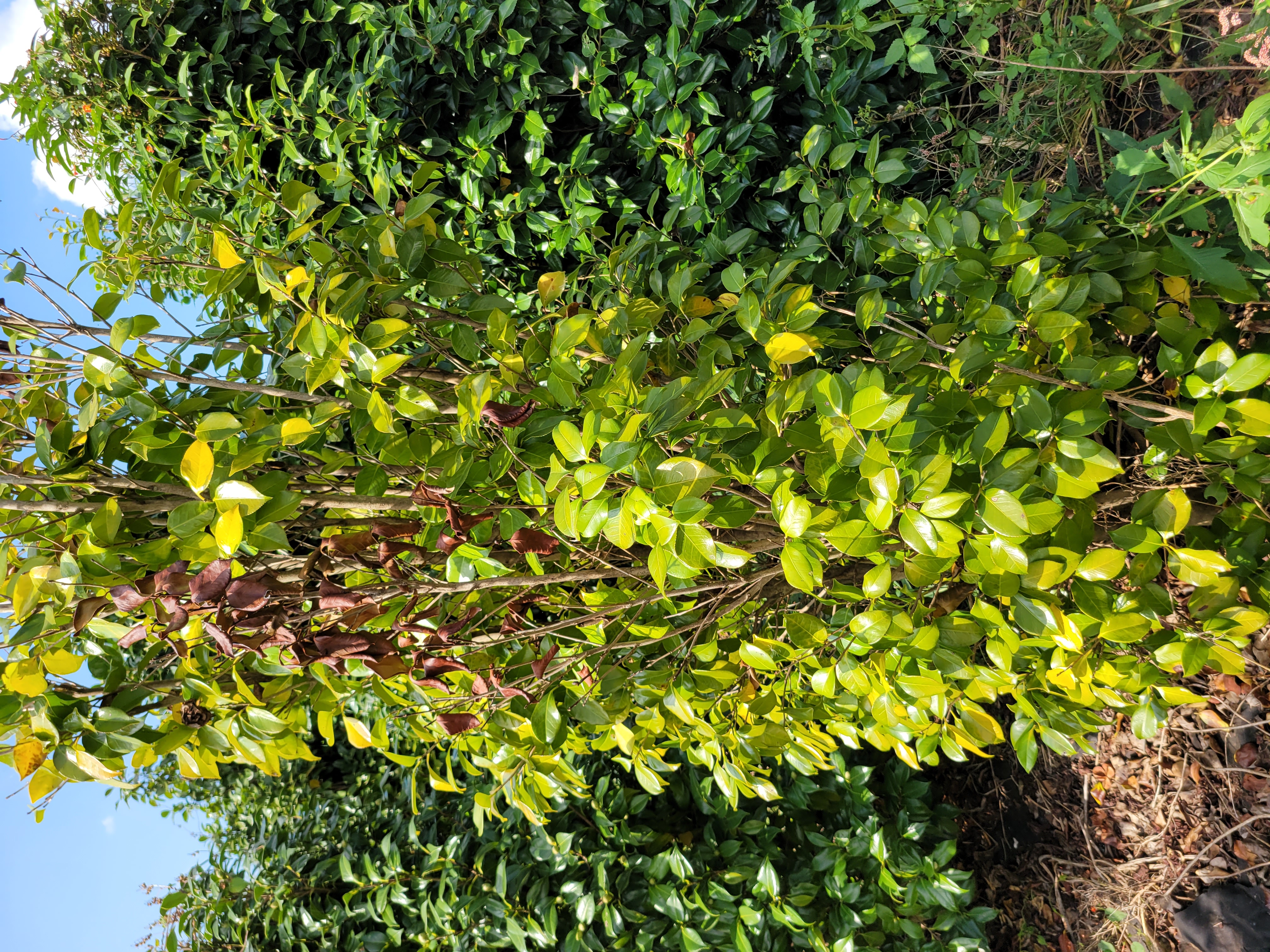 동백나무 병충해 살포 방법