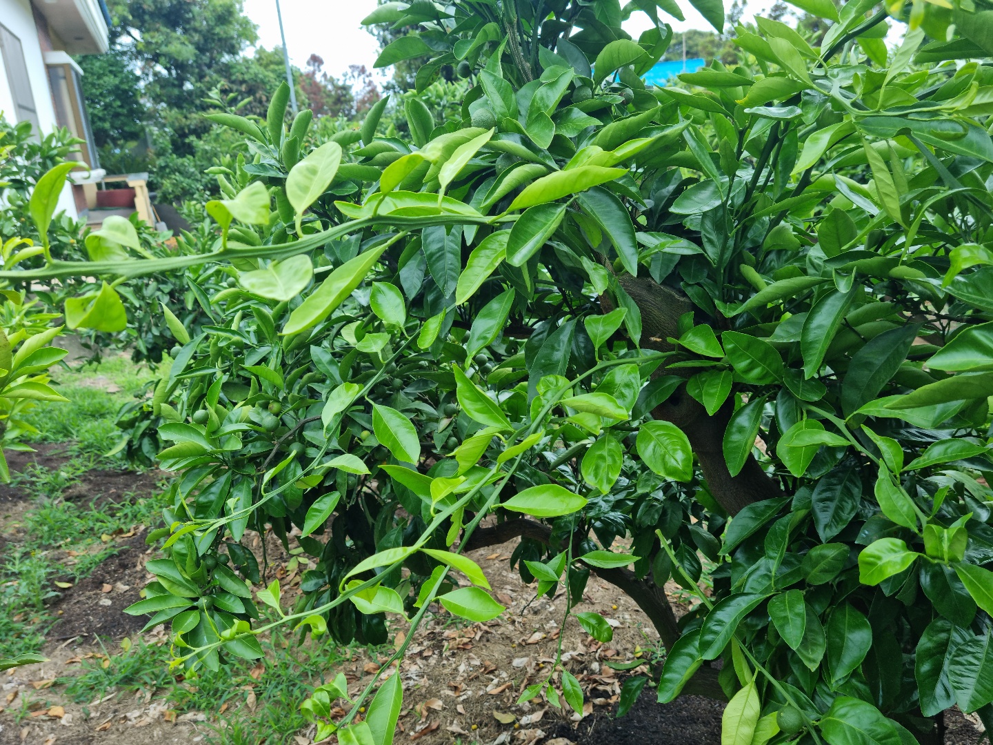 도장지 전정 관련