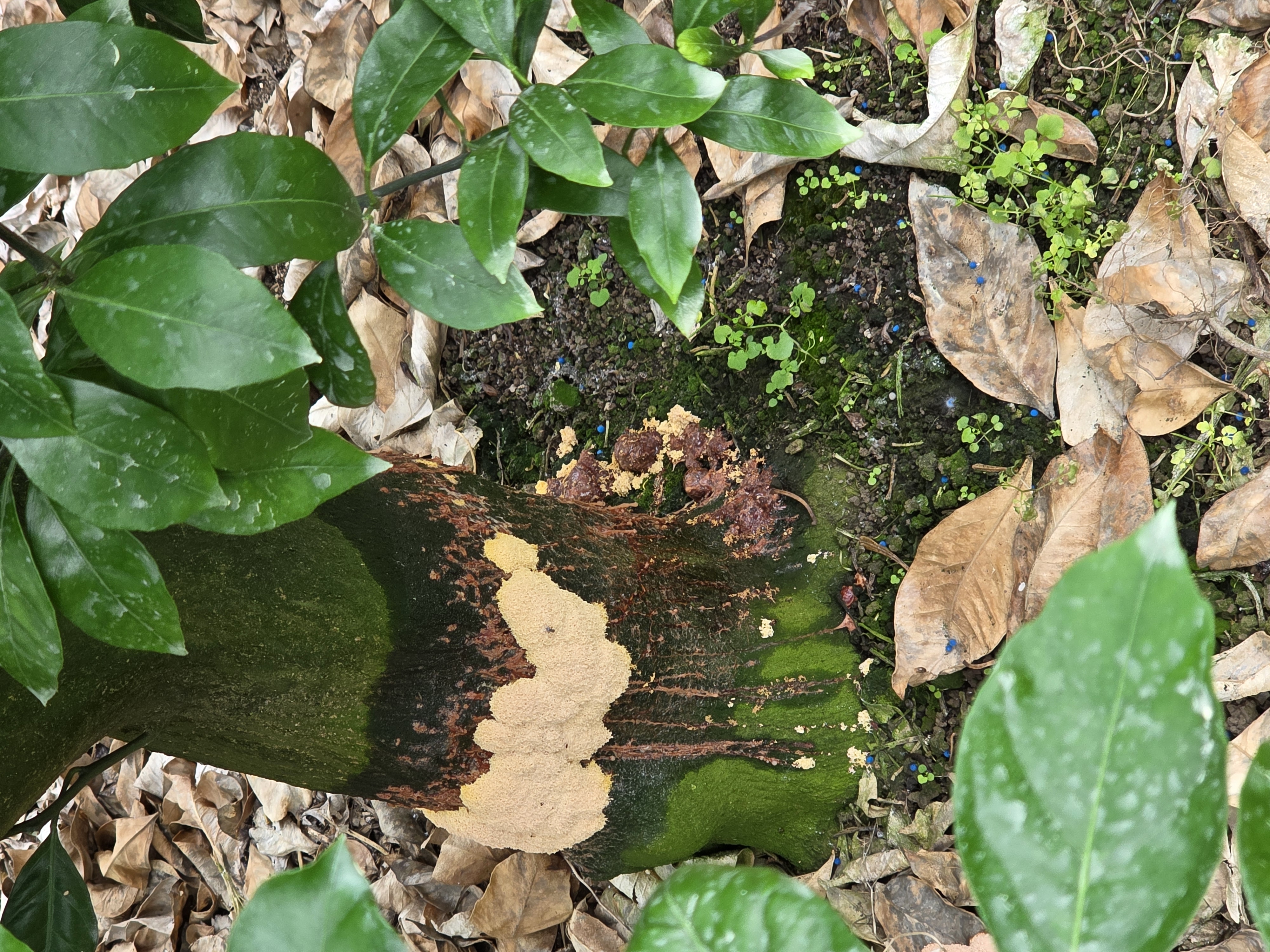 귤나무 밑둥에 뭔지모르겠어요