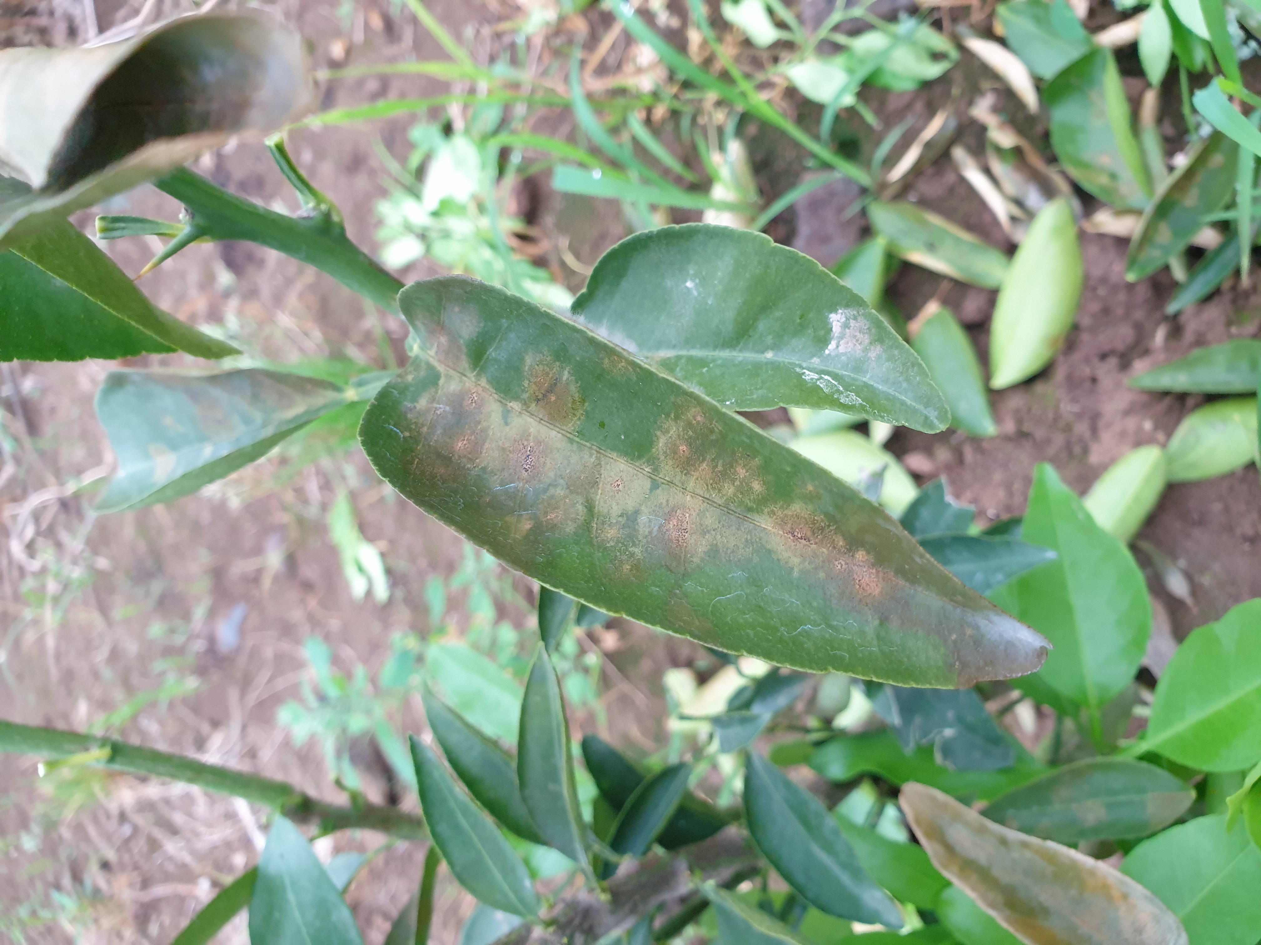 천혜향 낙엽현상