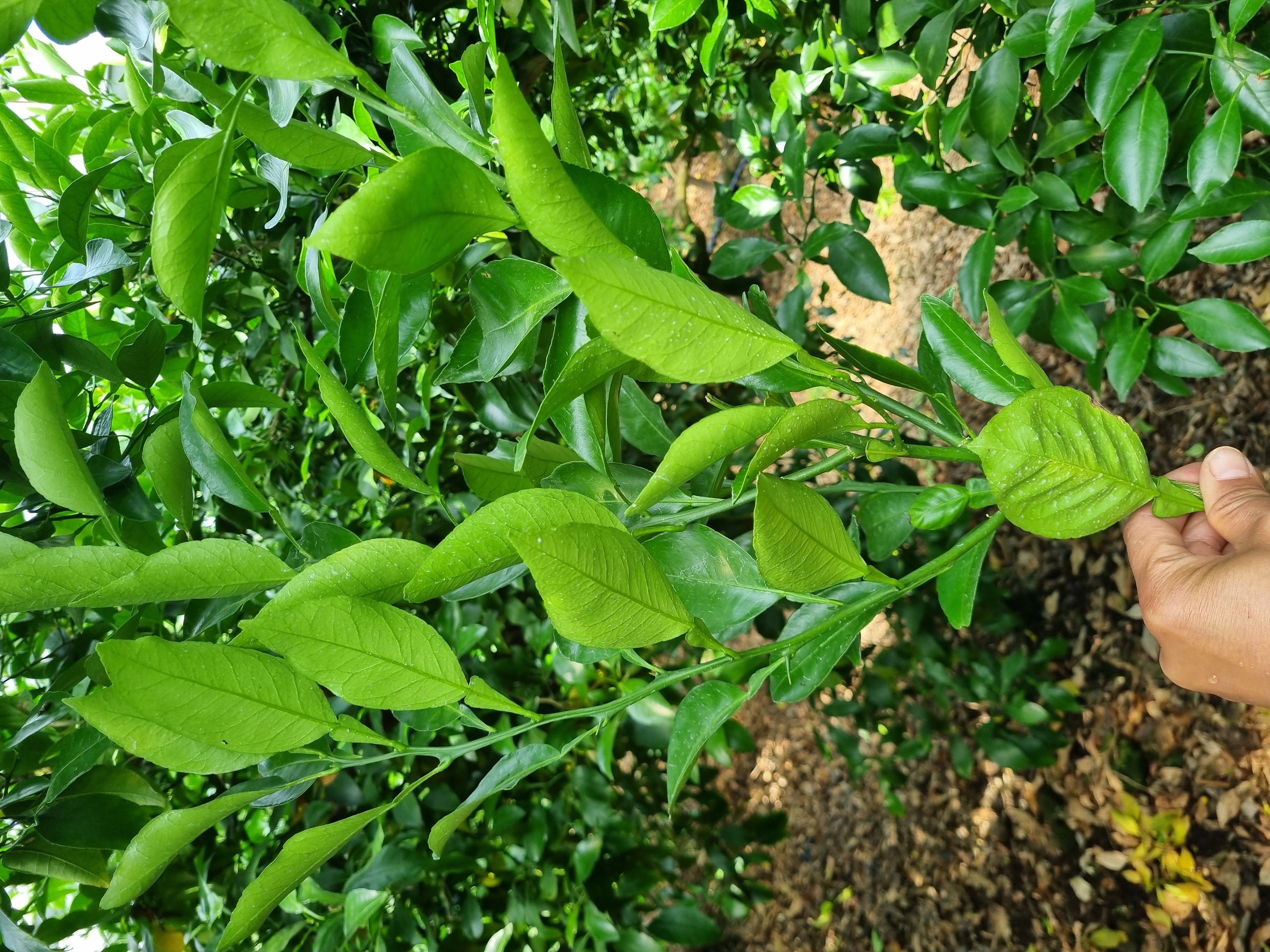한라봉 결실되지않은 봄가지 정리방법 적과방법