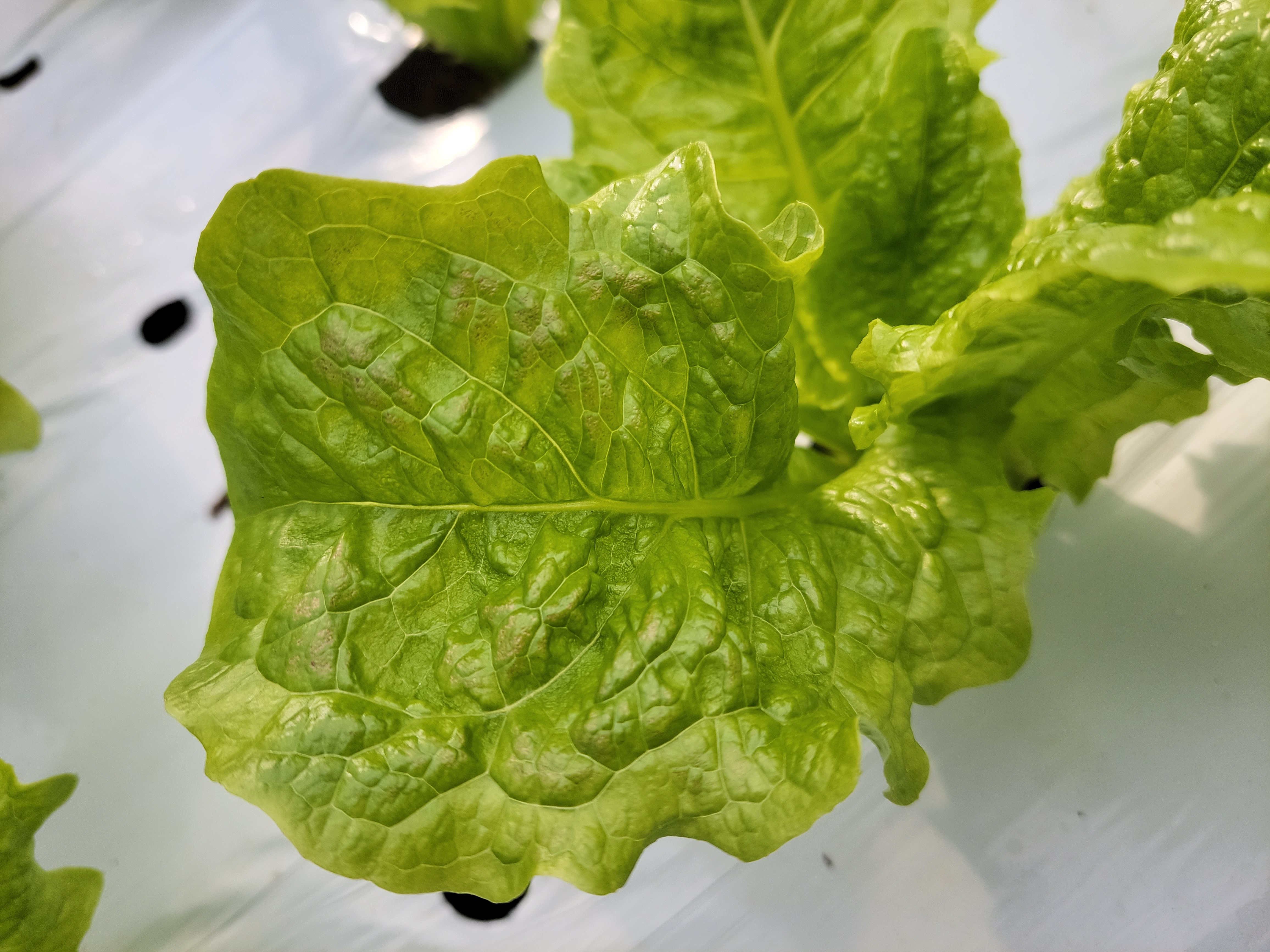 상추잎 이상증세 문의드립니다