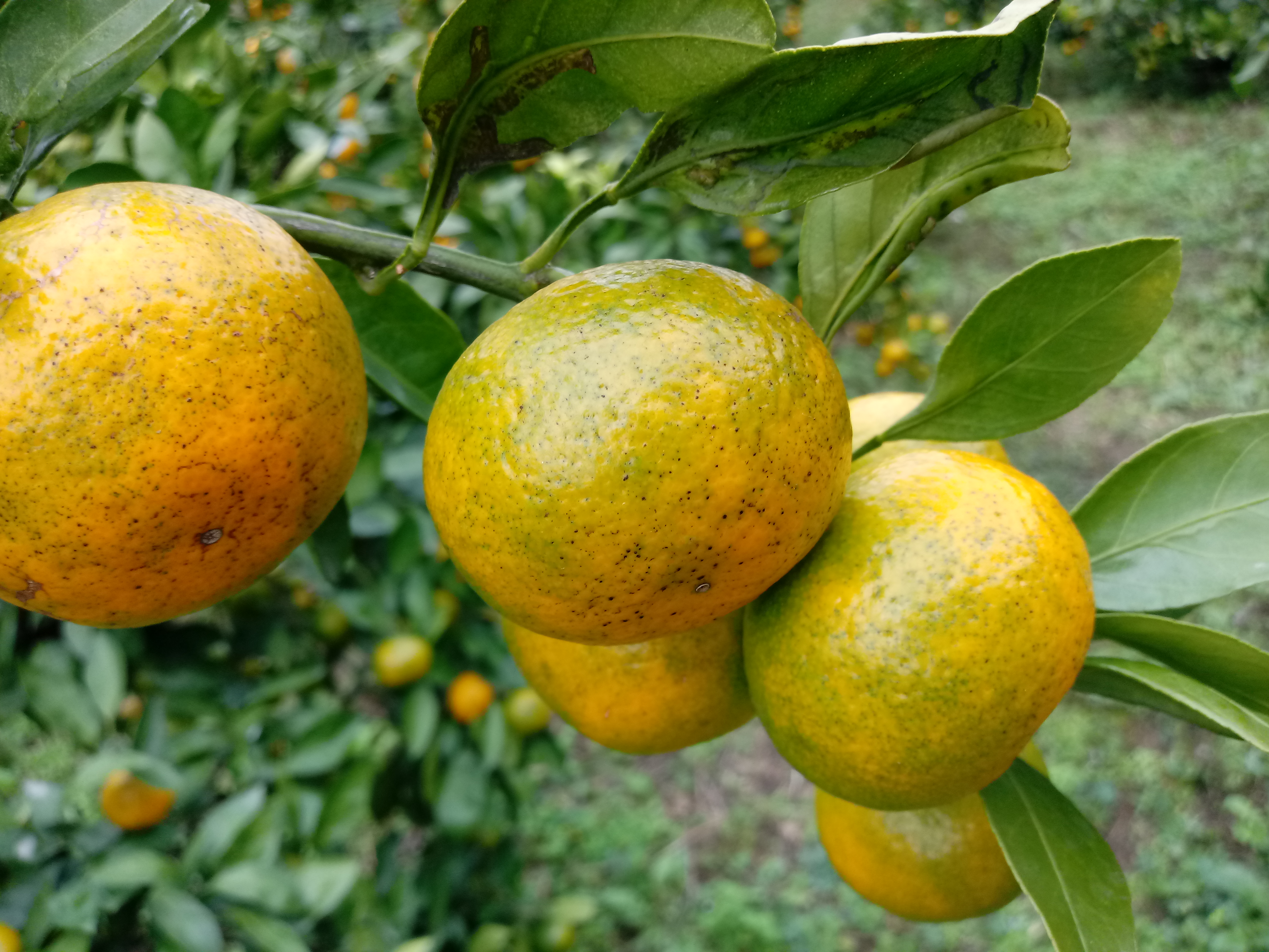 노지조생감귤 어떤병해충인가요?