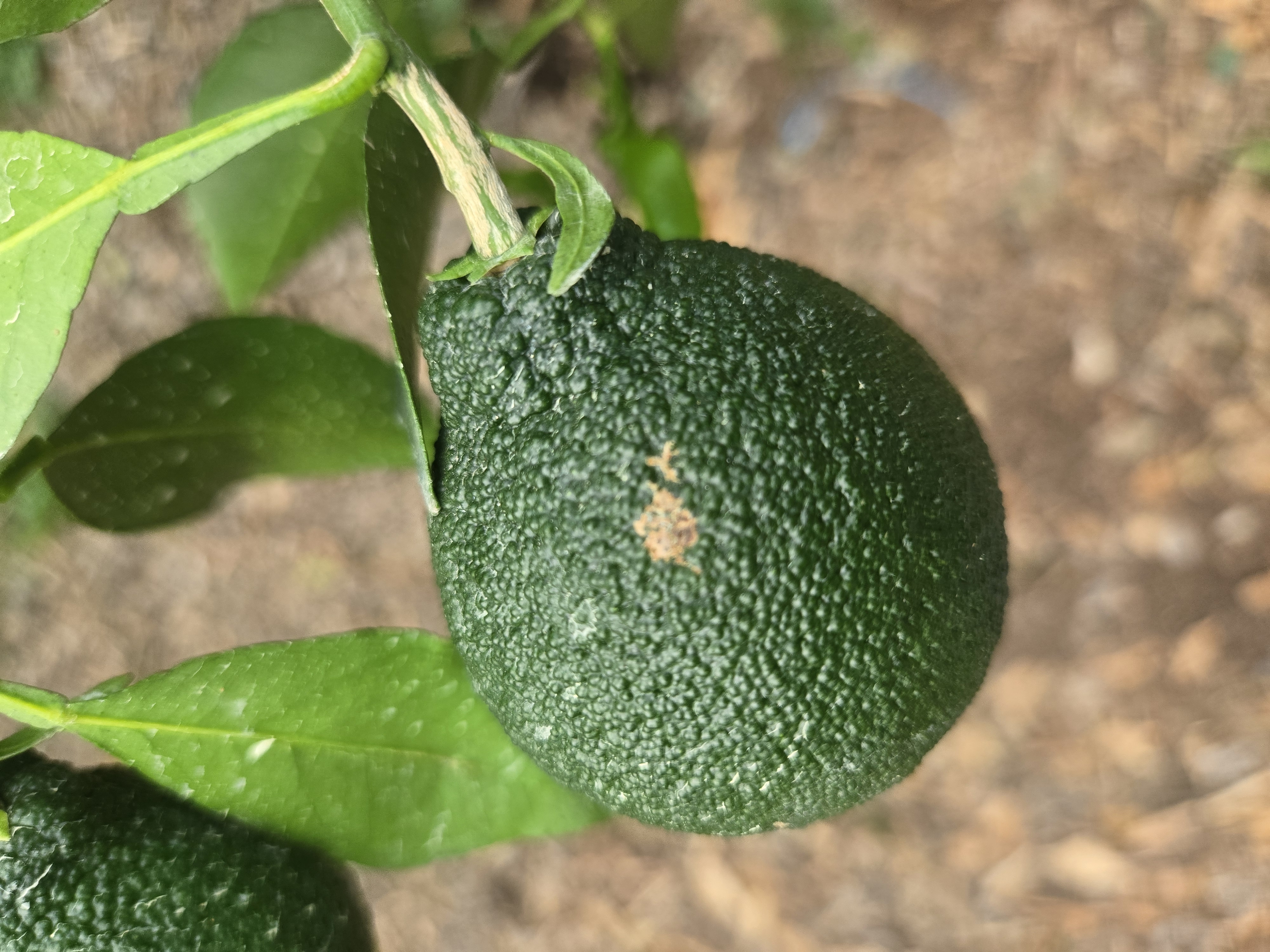 한라봉 열매 및 잎 문의