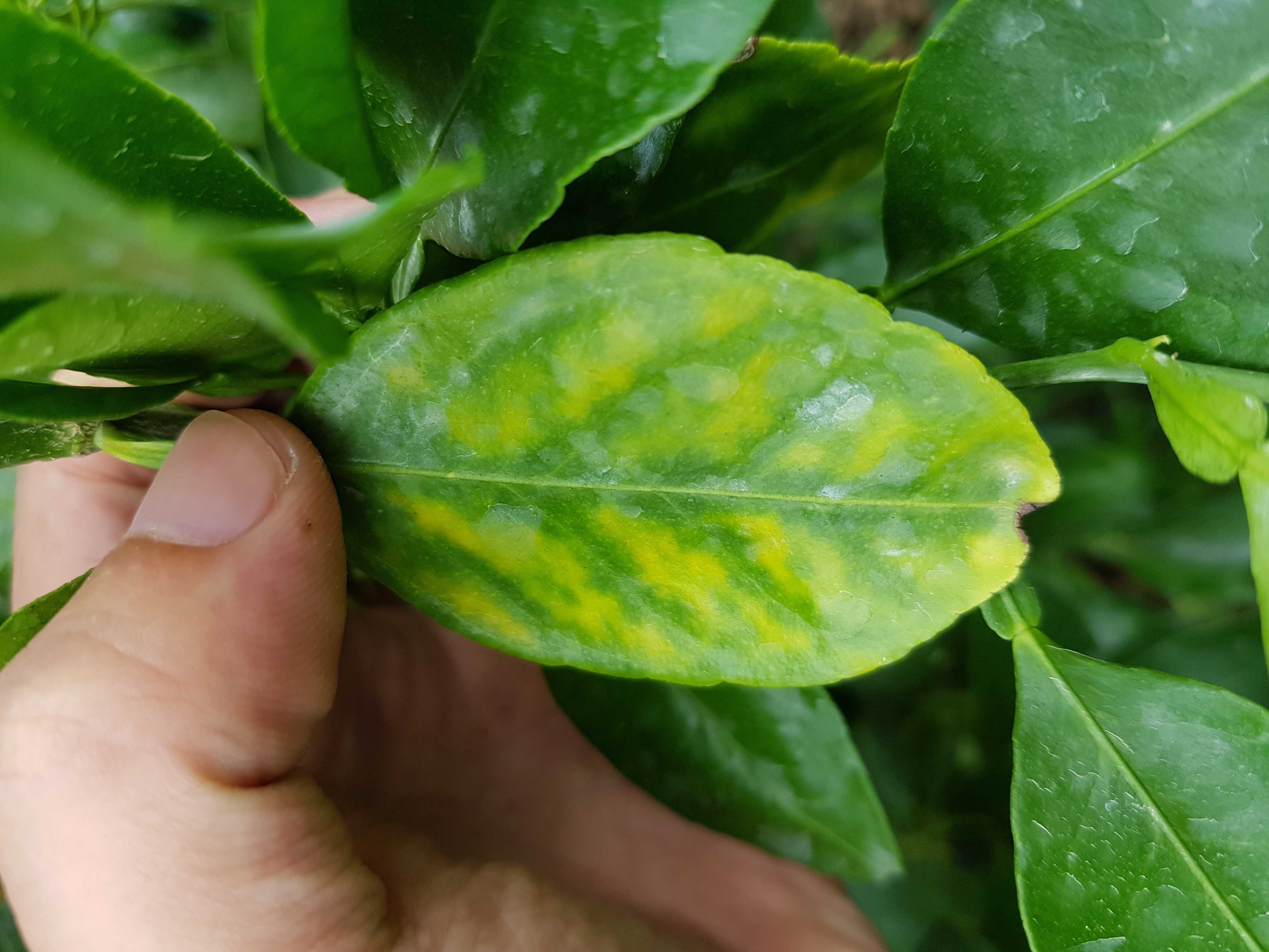 병해충문의입니다