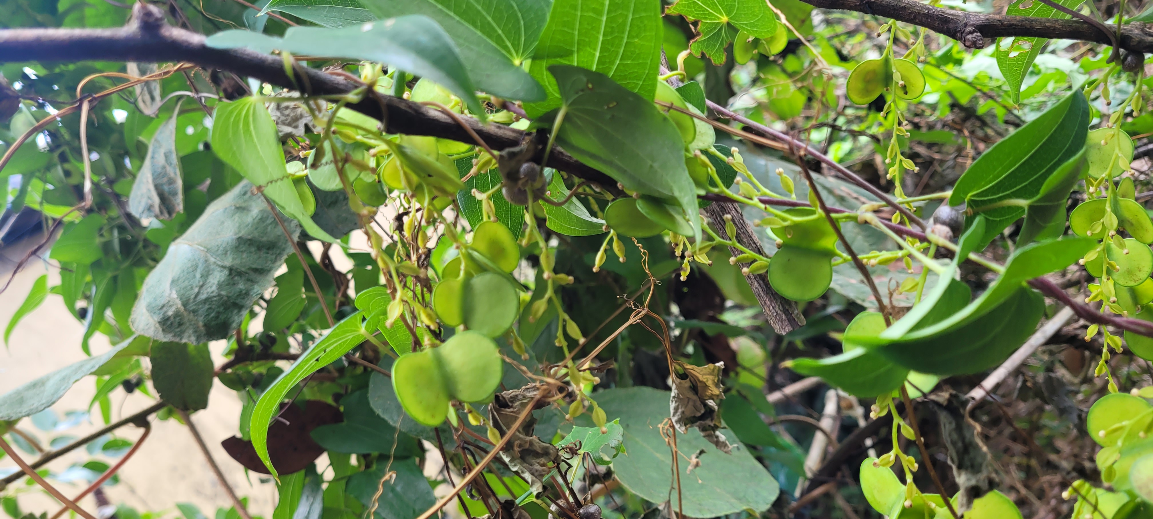 무슨 열매인지 알려주세요.