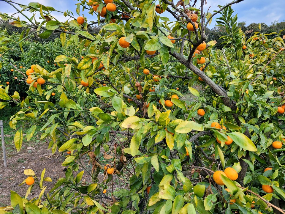 감귤나무 상태 및 처리방법 문의