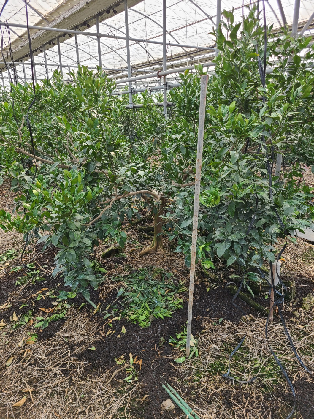 한라봉 8년생나무