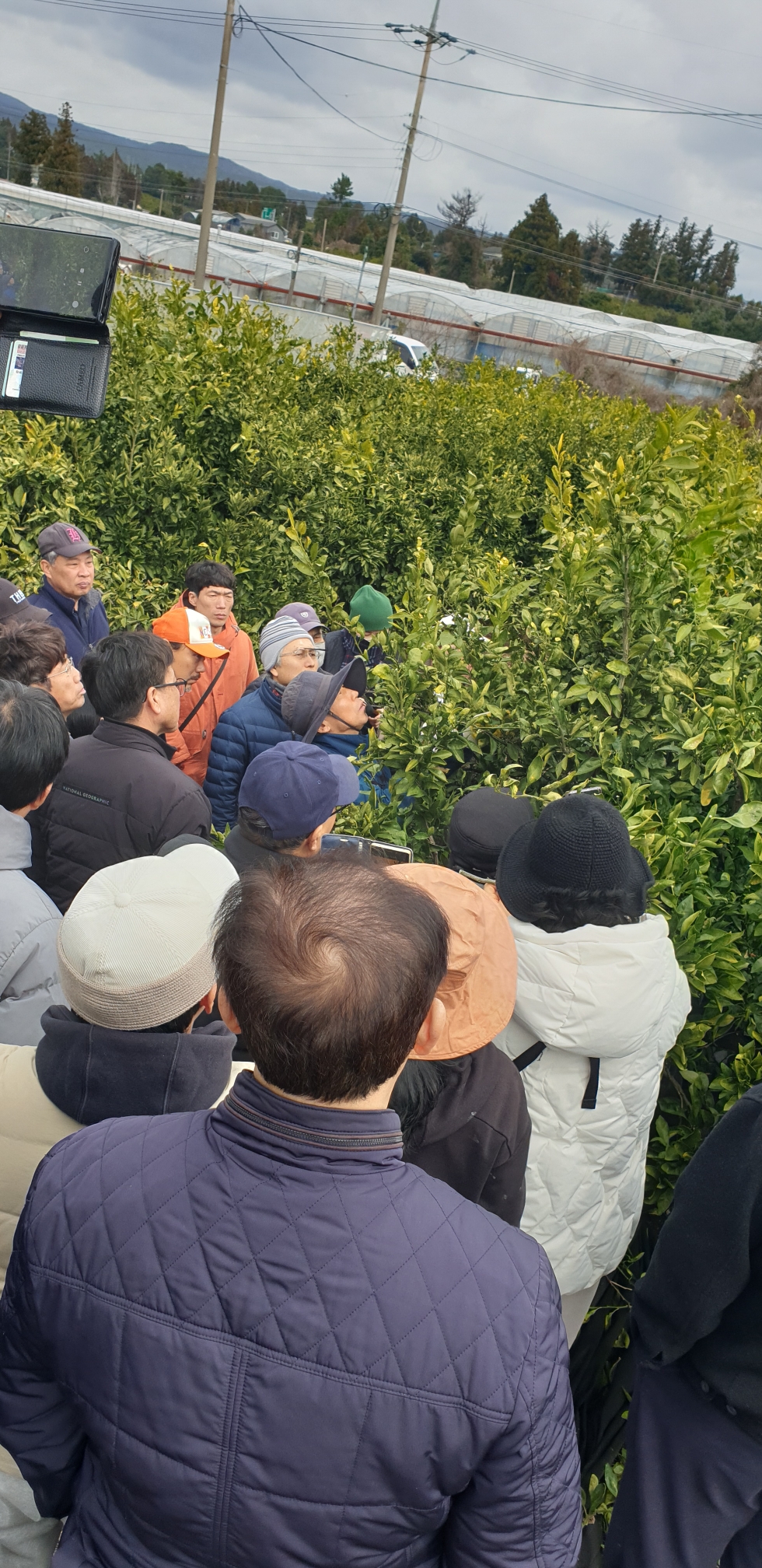 2024년 감귤 정지·전정교육