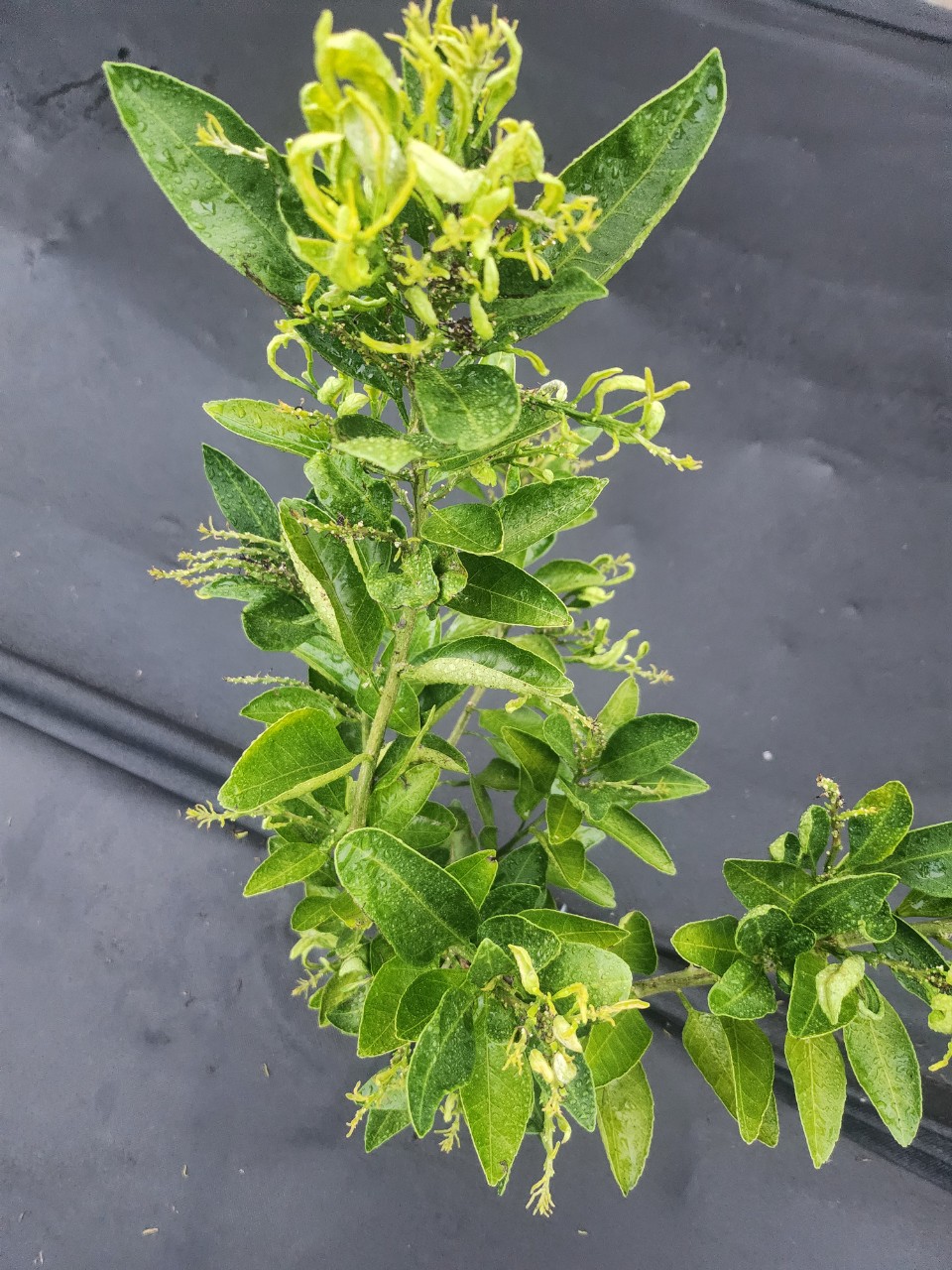 감귤 궁천 3년생 병해충 상담 문의