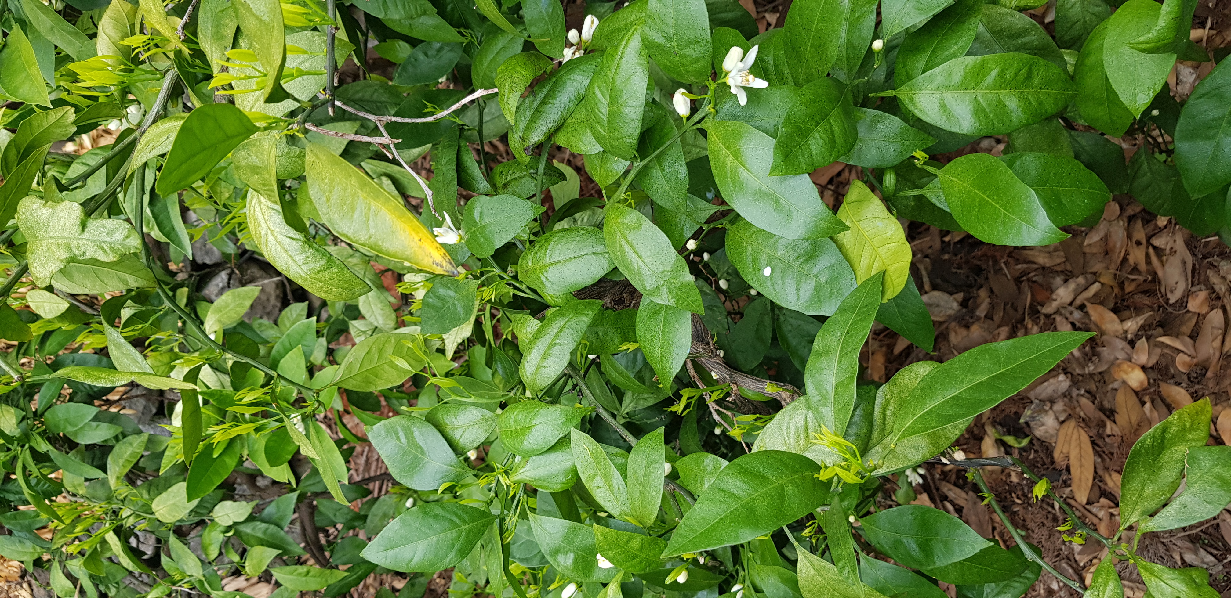 노지감귤 나무(잎) 병충해 문의