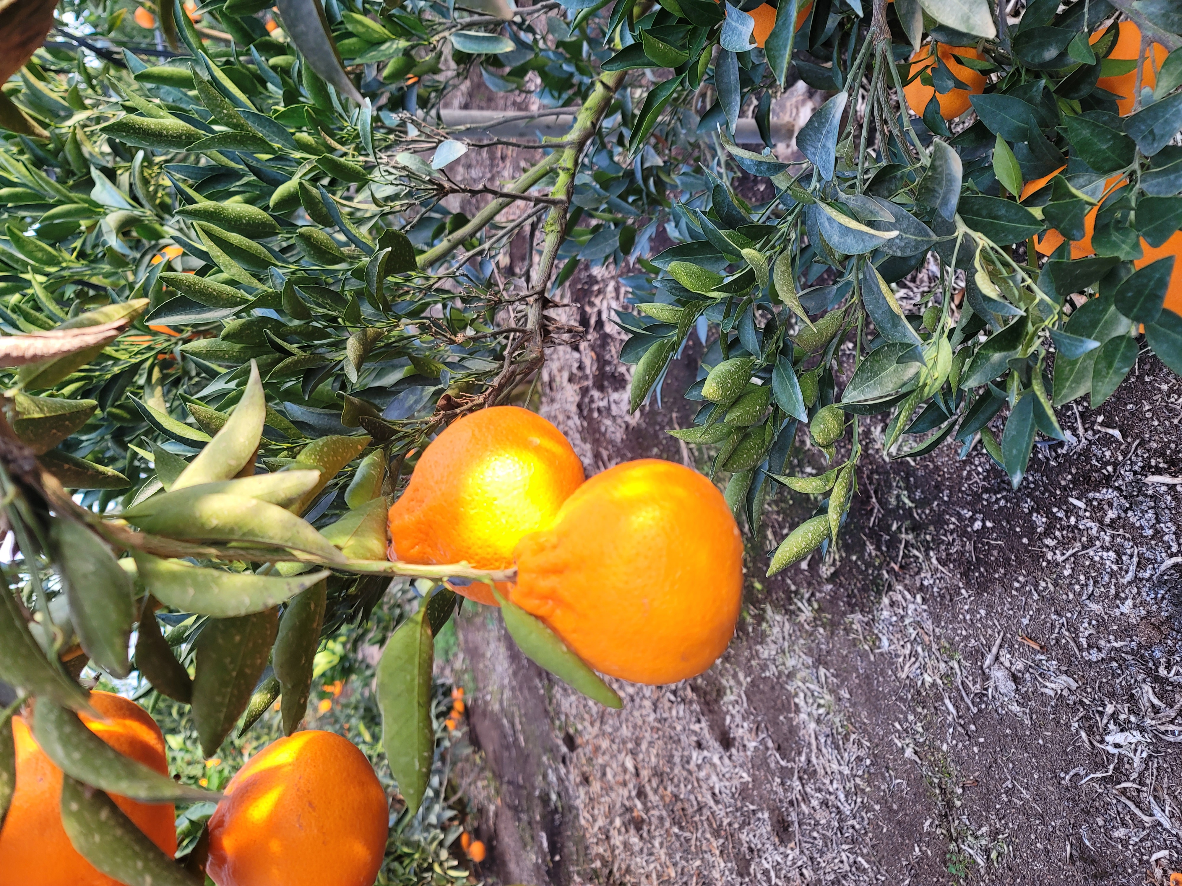 천혜향 과실모양