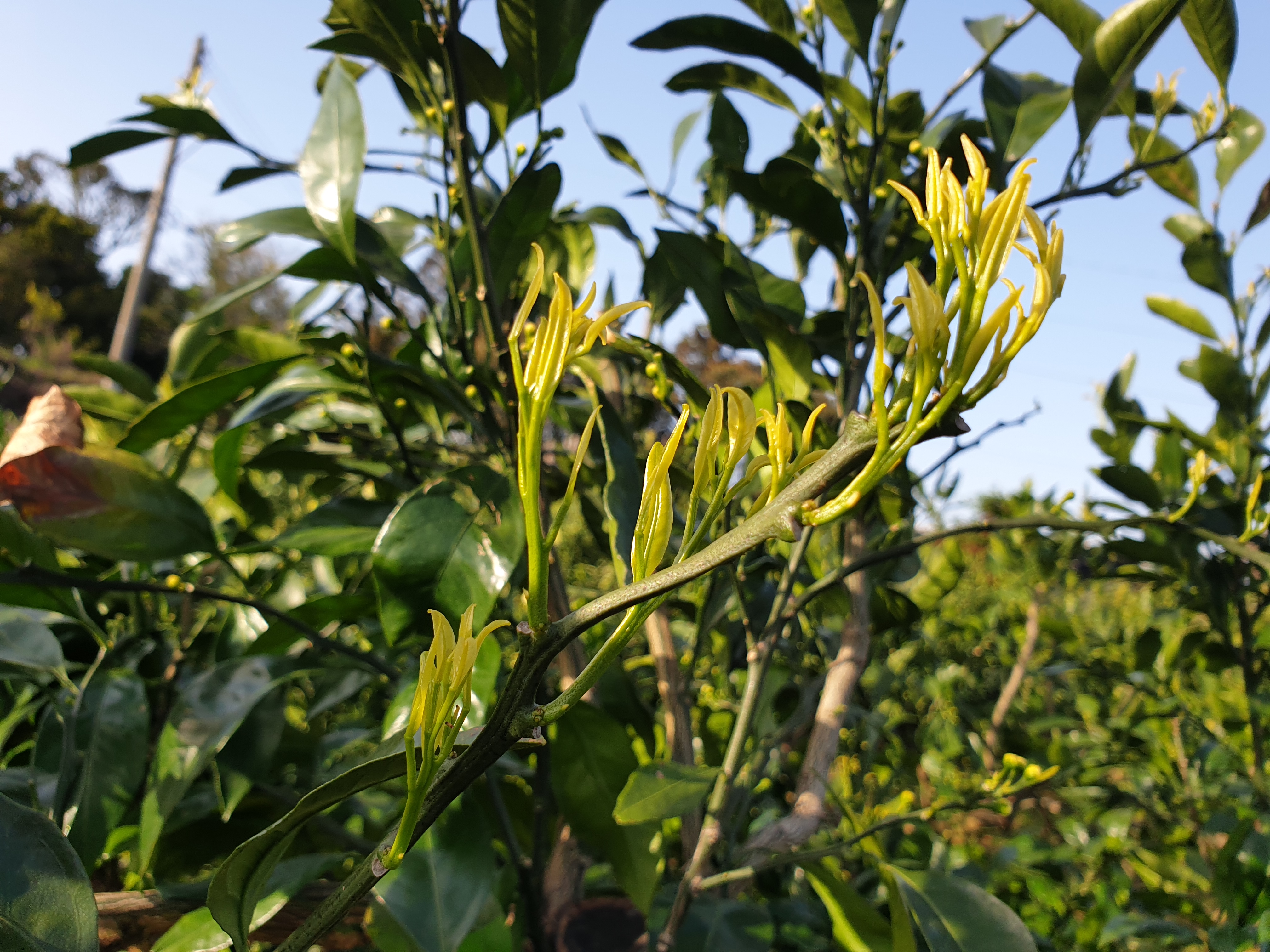 유투브를 봤습니다..노지감귤4-5월재배관리방법방