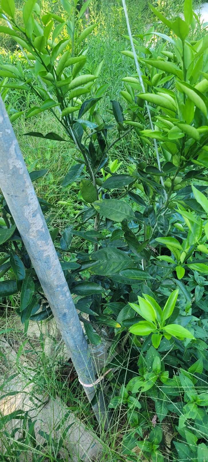 감귤묘목관련 문의합니다